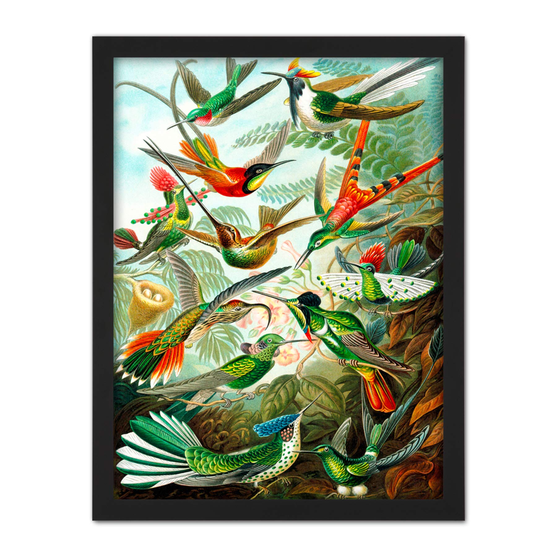 Wee Blue Coo Haeckel Plate 99 Hummingbirds Artwork Framed Wall Art Print 18X24 Inch