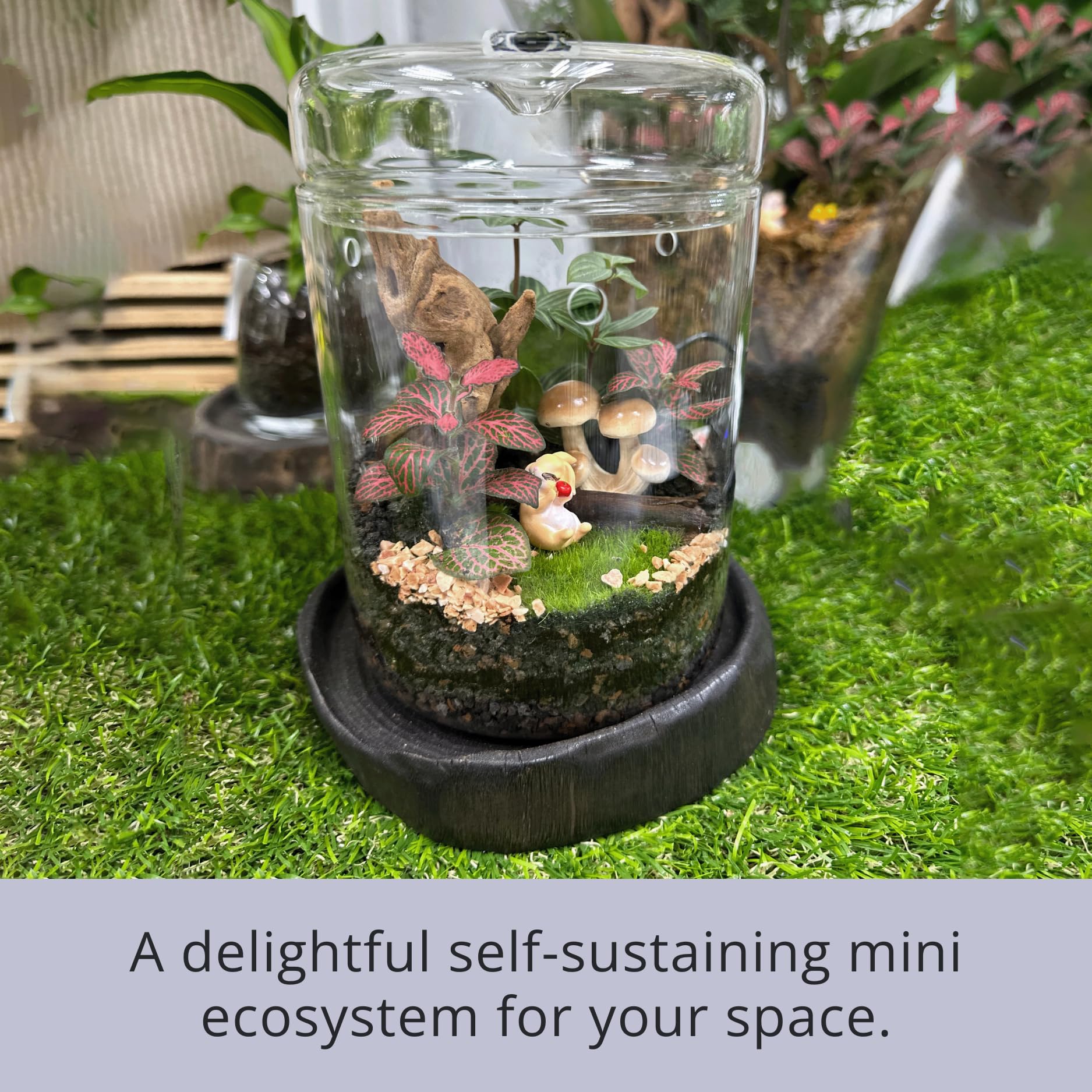 LaLaGreen - Maceta de cristal para terrario (6 x 9 pulgadas), luces de crecimiento suculentas para plantas de interior, soporte para plantas de aire, pequeño reptil, cactus, mini helecho, jardín,