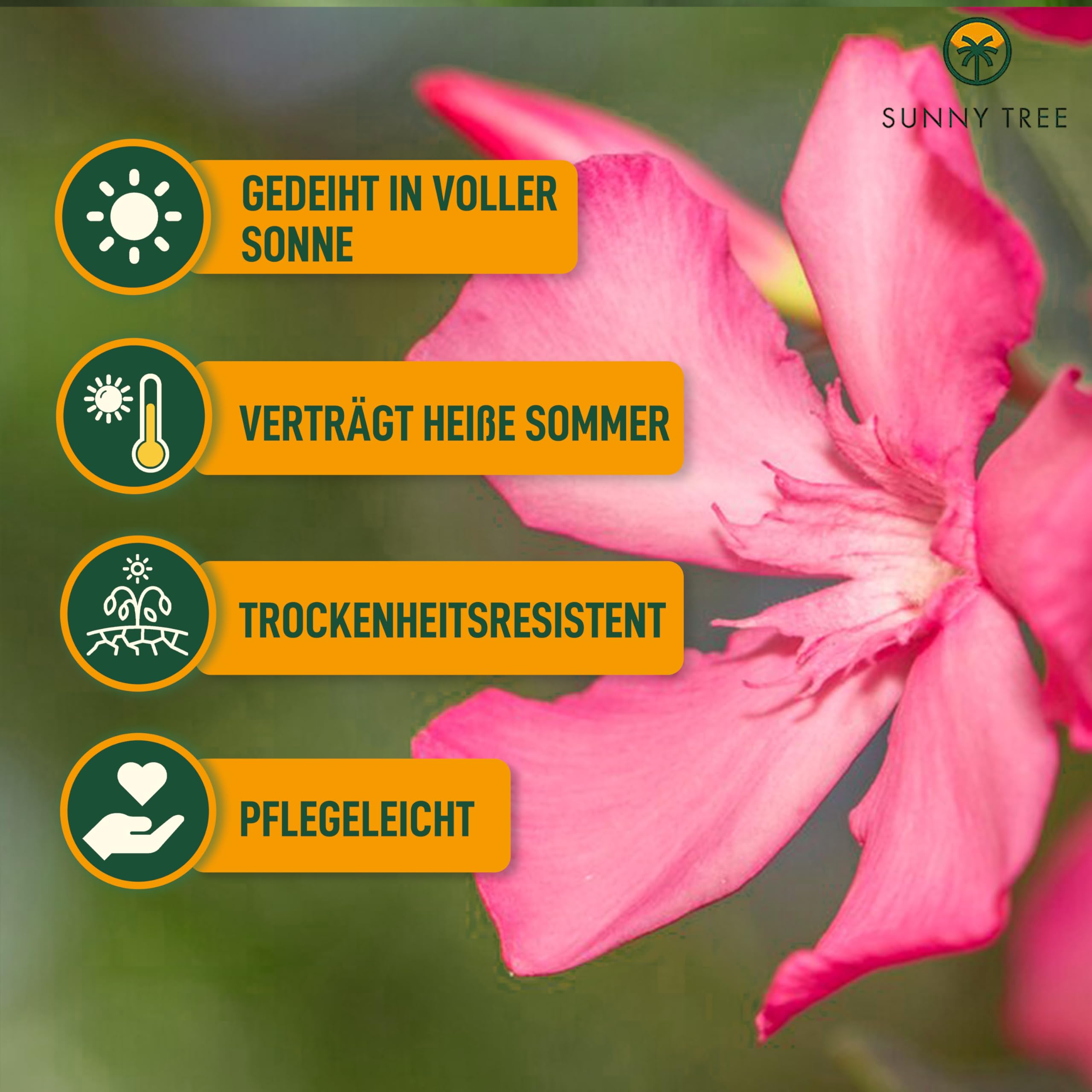 Sunny Tree Oleander z Jasnoróżowymi Kwiatami 140-160 cm Wiecznie Zielone Mrozoodporne Rośliny Ogrodowe Odporny na Zimno
