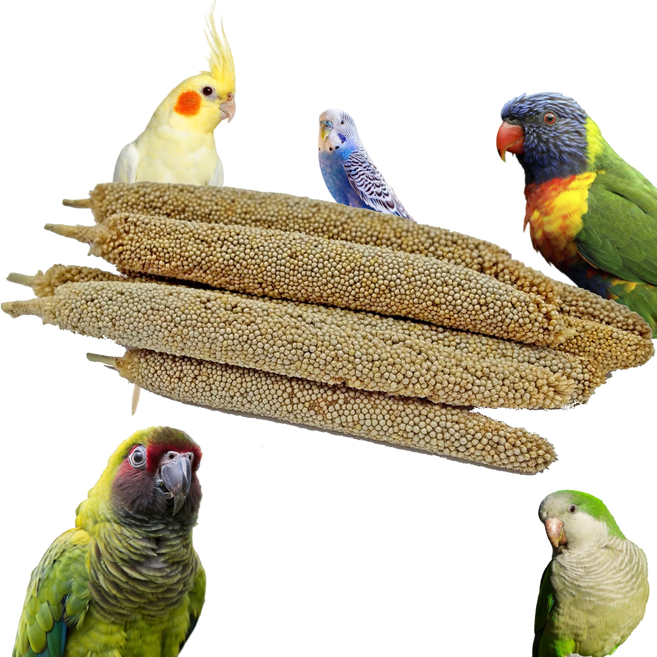 CONGO - NATURAL PARROT TREAT Pearl Millet Set of 5 Hills for Budgies, Cockatiels, Conure, Lovebirds, Finches and Other Birds (B0D6NFV942) Amazon Price History, Amazon Price Tracker