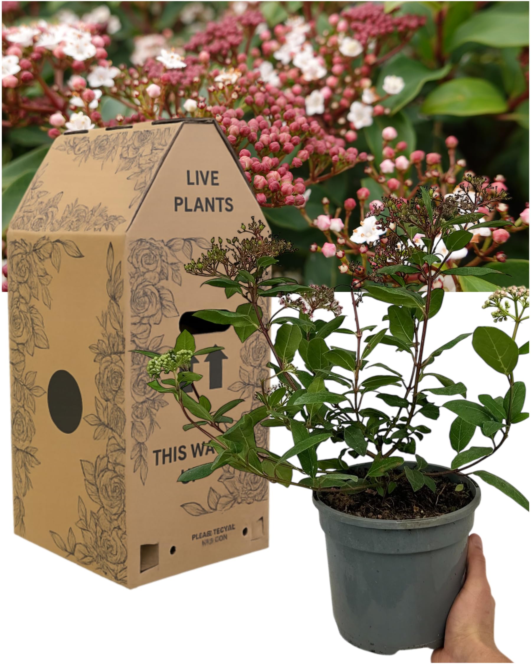 1x Viburnum Gwenllian Large Outdoor Plant. Hardy Evergreen Perennial Shrub. Live Flowering Plant for Borders, Patio & Containers. Garden Ready & Delivered Fresh in 3L Peat Free Rootball. UK Grown