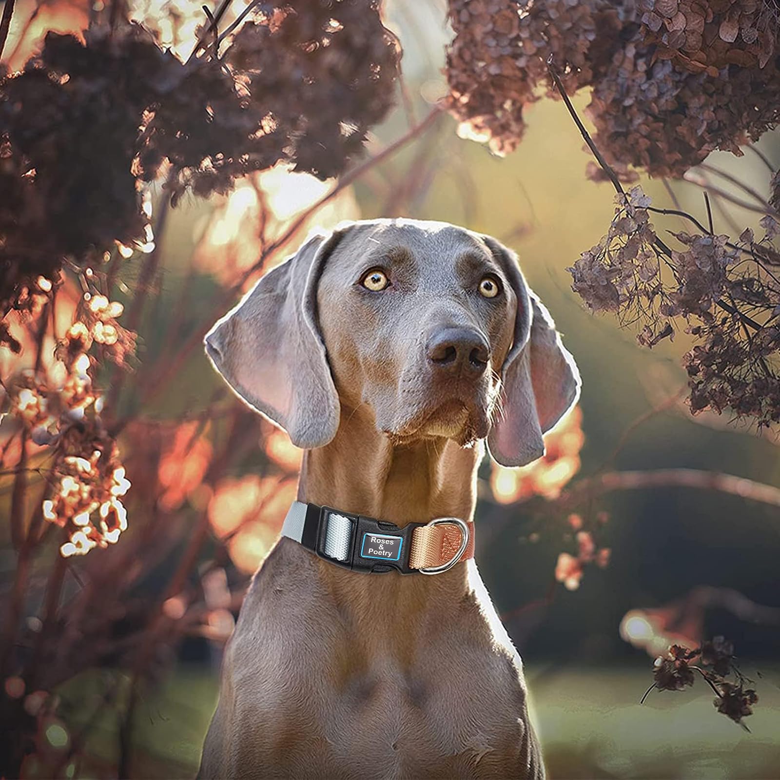 Reflektierendes Hundehalsband – Verstellbar & Strapazierfähig