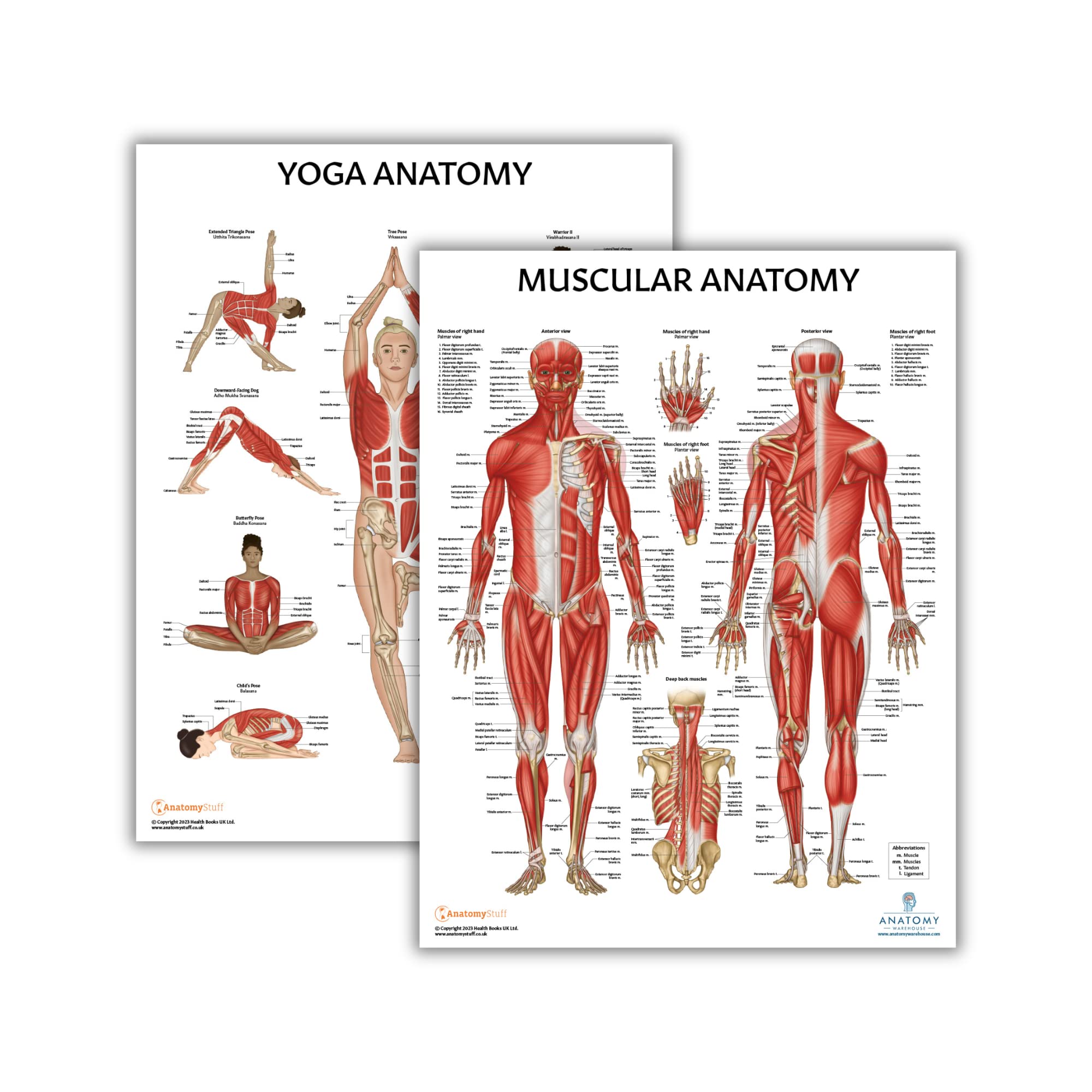 Anatomy Lab 2 PACK Muscular, Yoga Anatomy Poster Set, Laminated, 17.3 x 22.5 Inches, Muscles Diagram, Workout Set, Physical Education Poster, Yoga Poses Chart
