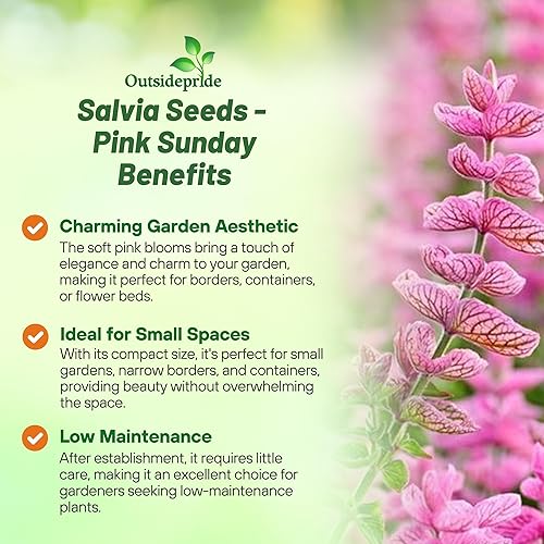 Miniatura 3 de Outsidepride Salvia Horminum Pink Sunday Clary - Flores cortadas de jardín ideales para arreglos secos jarrones ramos de flores 1000 semillas