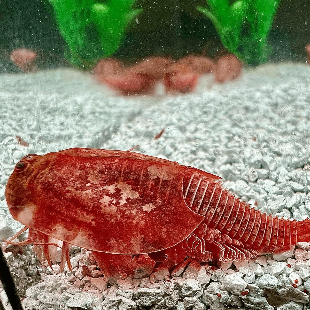 Triops Beni Kabuto EBI Albino - Grasso di allevamento ca. 300 uova
