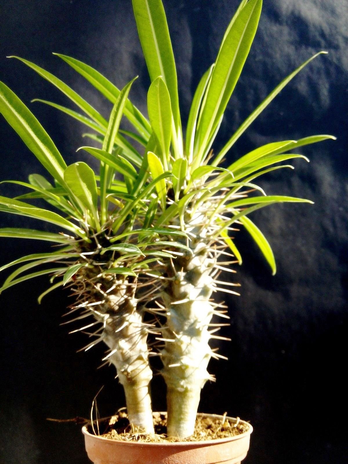 Amazon.co.jp: 194.シルバーグレーの太い幹と鋭いトゲが特徴の塊根植物