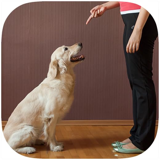 How To Train a Dog - Potty, Crate, Tricks, Tips & More.