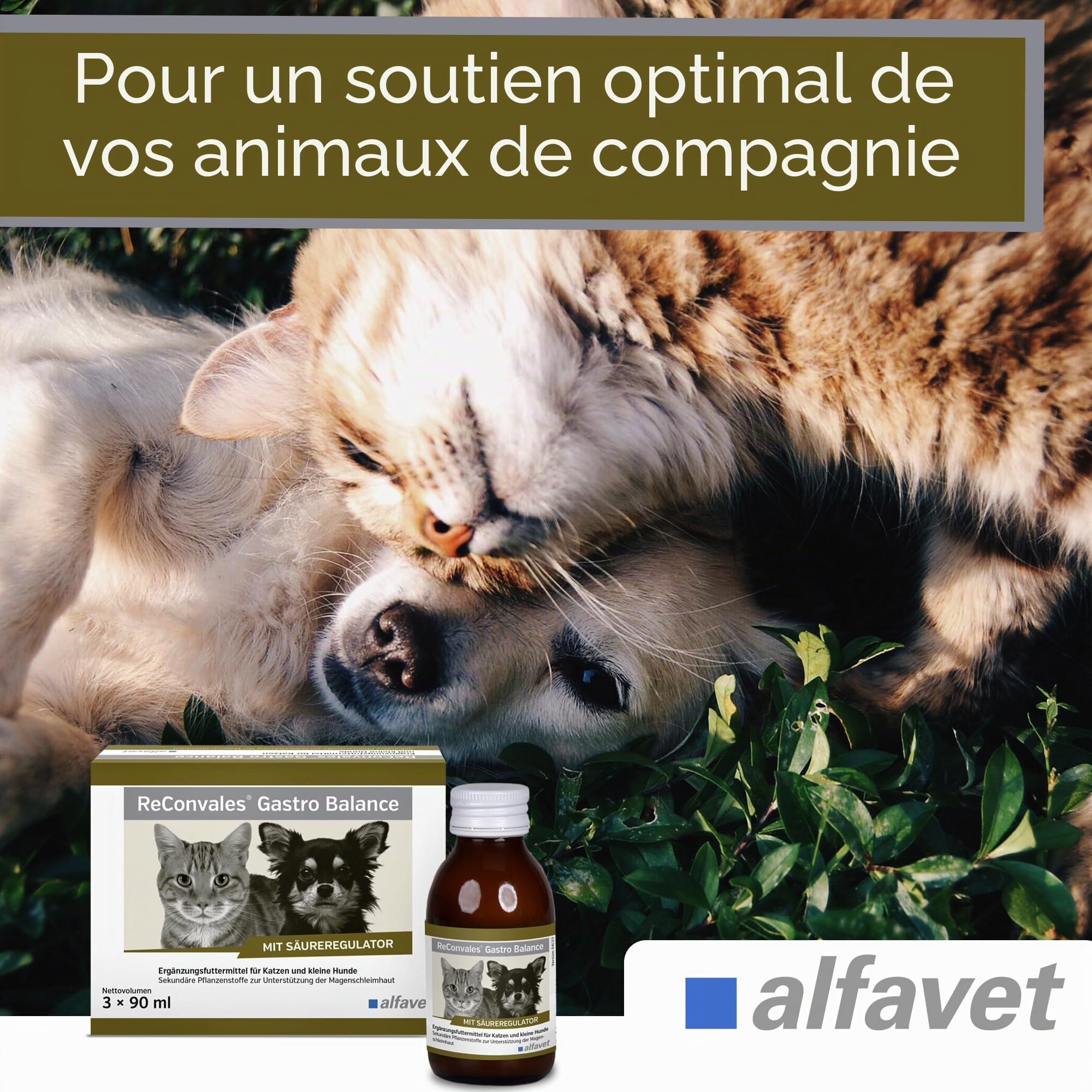 alfavet, ReConvales Gastro Balance pour chat et chien - Soin de la muqueuse gastrique avec régulateur d'acidité - Complément alimentaire - 3 x 90 ml