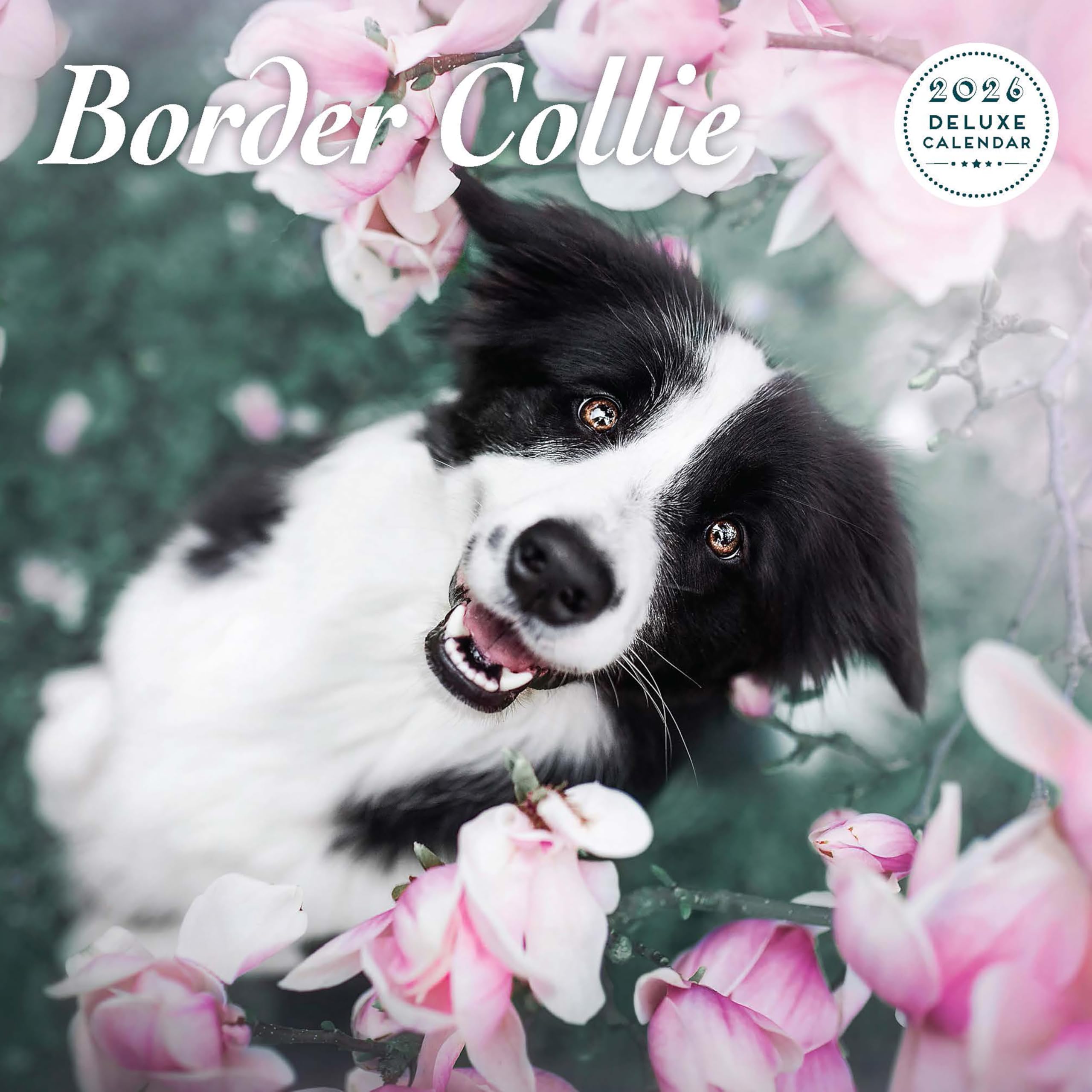 Border Collie 2026 Deluxe Calendar