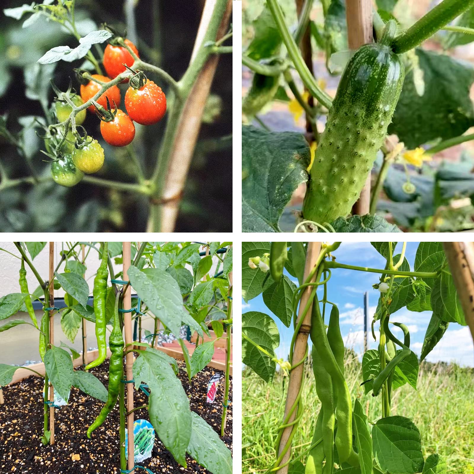 COLOtime Bambuspfähle, 1,8 m, Gartenpfähle, Pflanzenstangen für den Außenbereich, 20 Stück | Tomatenpfähle, Pflanzstäbe für Outdoor-Kletterpflanzen, Unterstützung, Mini-Baum, Reben, Bohnen, Gurke