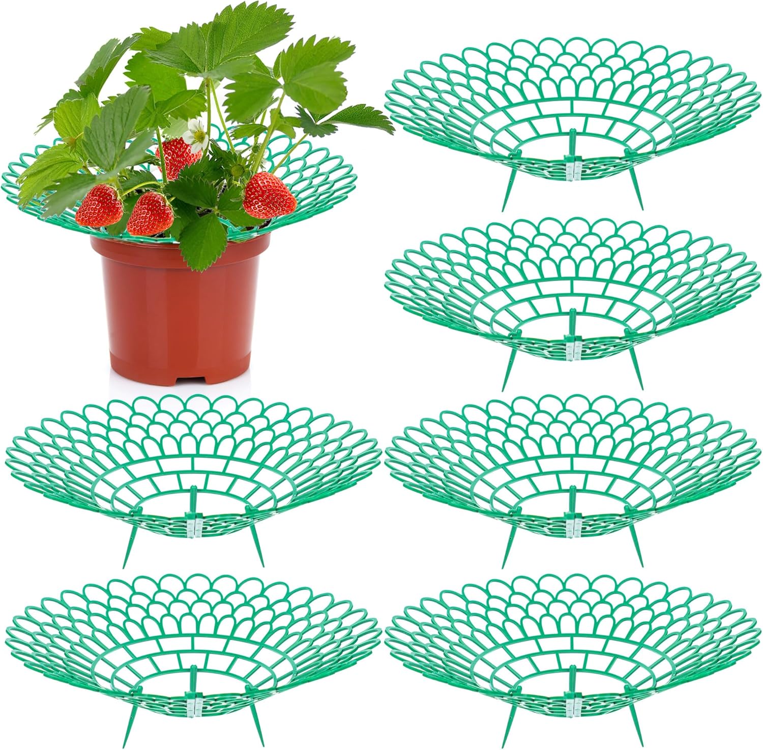 6 Pack Strawberry Supports Strawberry Plant Support Stand
