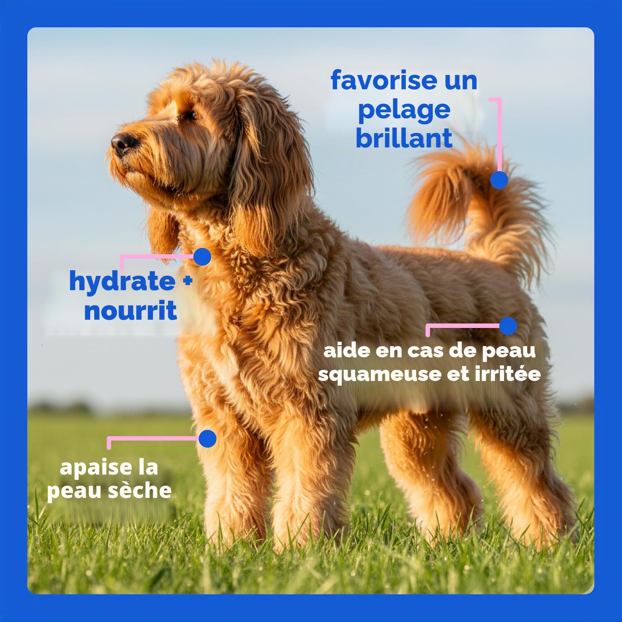 Complément alimentaire pour la peau et le pelage pour chiens, chats | Collagène liquide Taily pour chiens | Soulage les démangeaisons pour chiens allergiques, avec collagène nourri à l'herbe, biotine