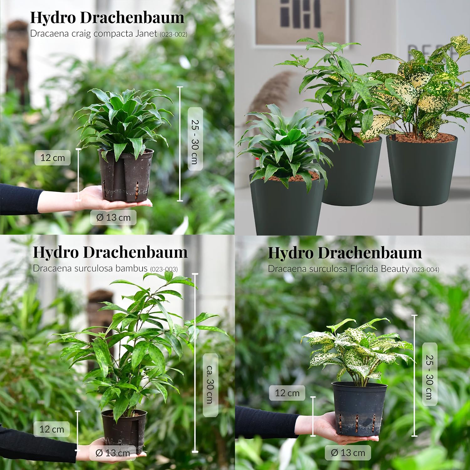 Hydrokultur Büropflanzen 3er Set Drachenbaum Mix in Keramiktöpfen Anthrazit - Topf ⌀ 16 cm - Pflanze ca. 30 cm - pflegeleichte Zimmerpflanzen inkl. Blähton, Wasserstandsanzeiger & Dünger