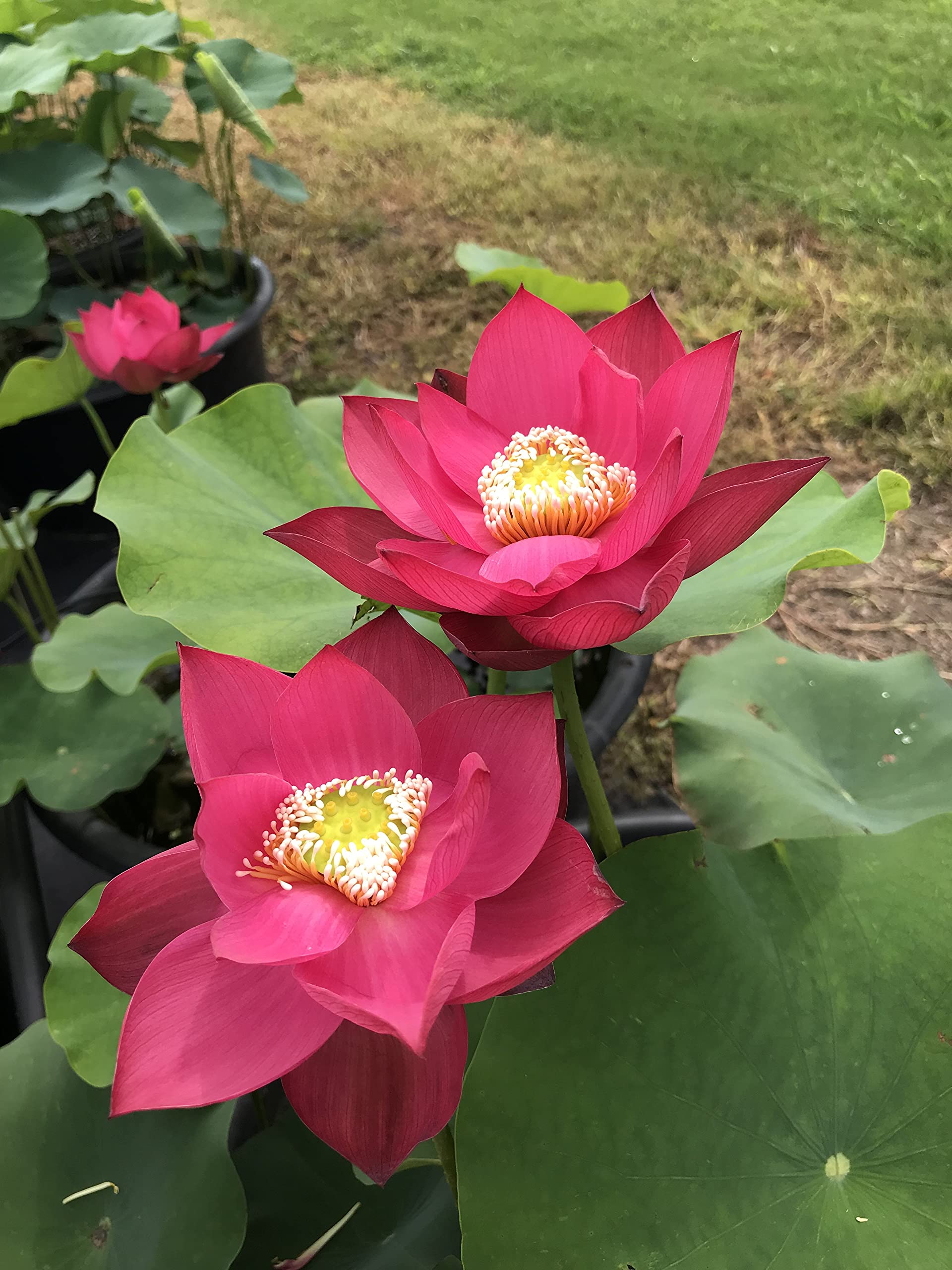 Florona Red Lotus Seeds Nymphaea Asian Water Lily Blooming Fragrance Flower 15 seeds Pack For Planting (B09HM2D4YY) Amazon Price History, Amazon Price Tracker