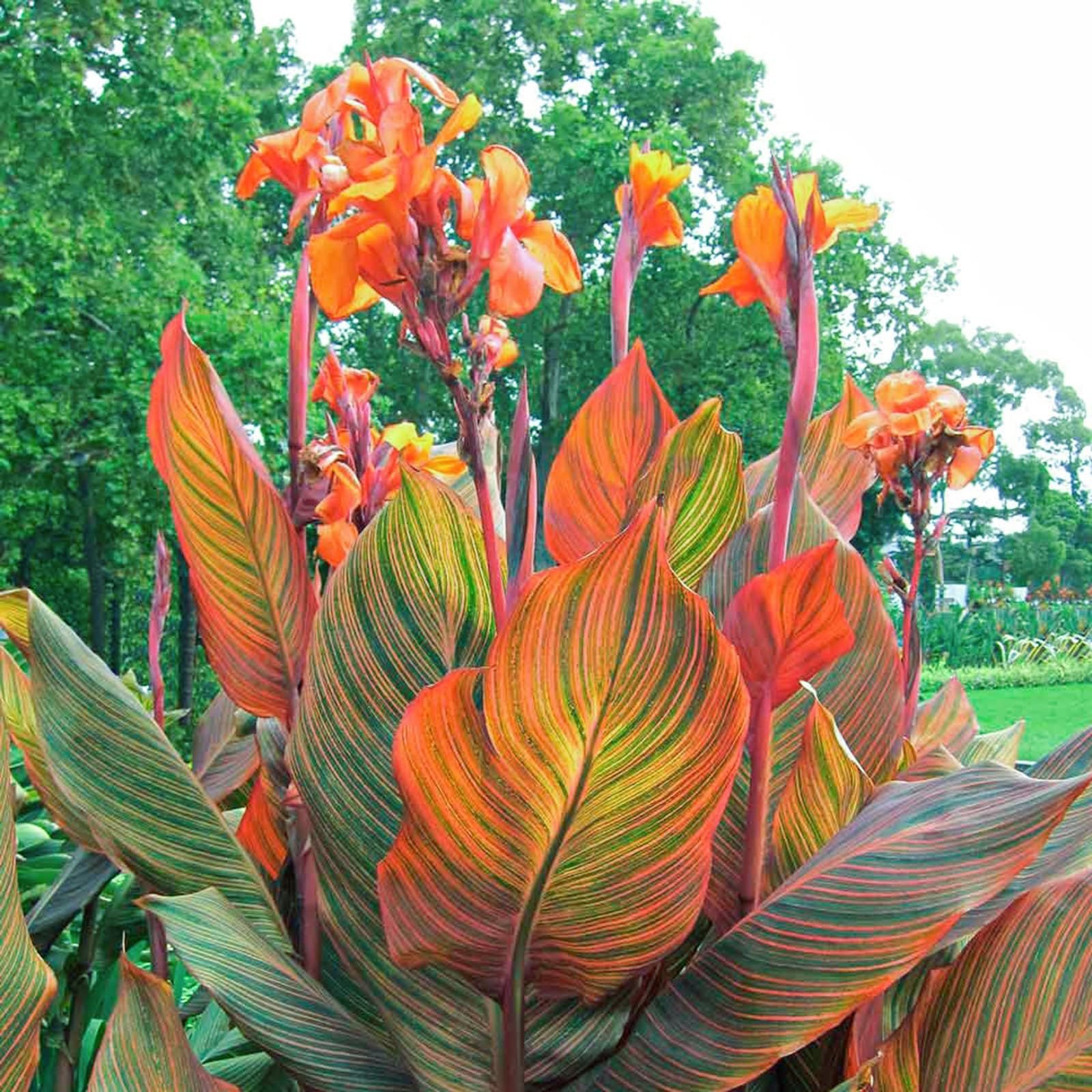 Canna Plants for Planting UK/Canna Lily Plant Root Excellent Display Indoor Perennial Balcony Garden Bulbs Can Be Potted-2bulbs-K