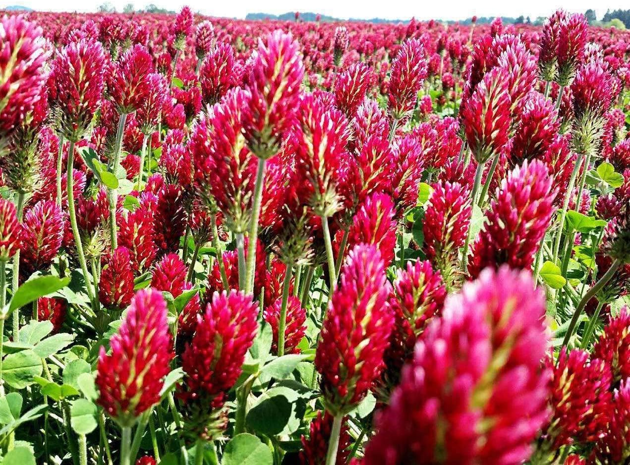 Hancock Seed Co. Crimson Clover Seeds, Coated, 25 lbs.