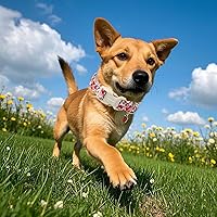 Vista 57 de Aring Pet Collar de algodón, ligero y ajustable, con hebilla de liberación rápida para perros pequeños, medianos y grandes, para cachorros, XS