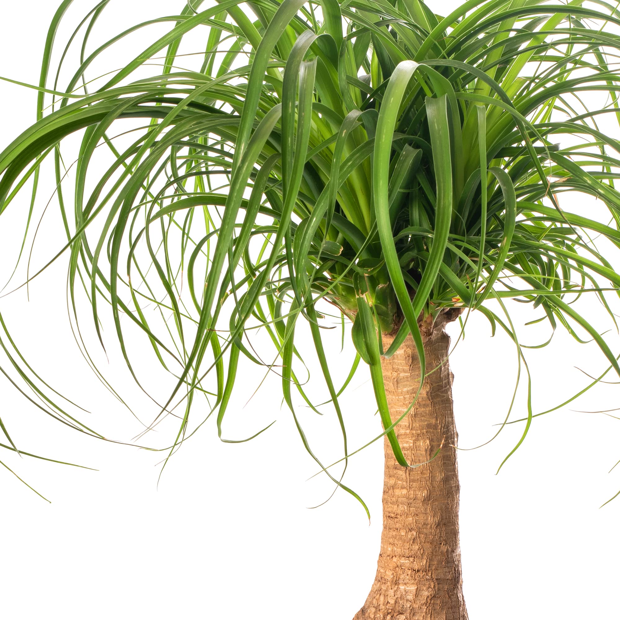 Gardener's Dream Elefantenfu Indoor Palme 70-80 Cm  Groe Zimmerpflanze  Tropisch