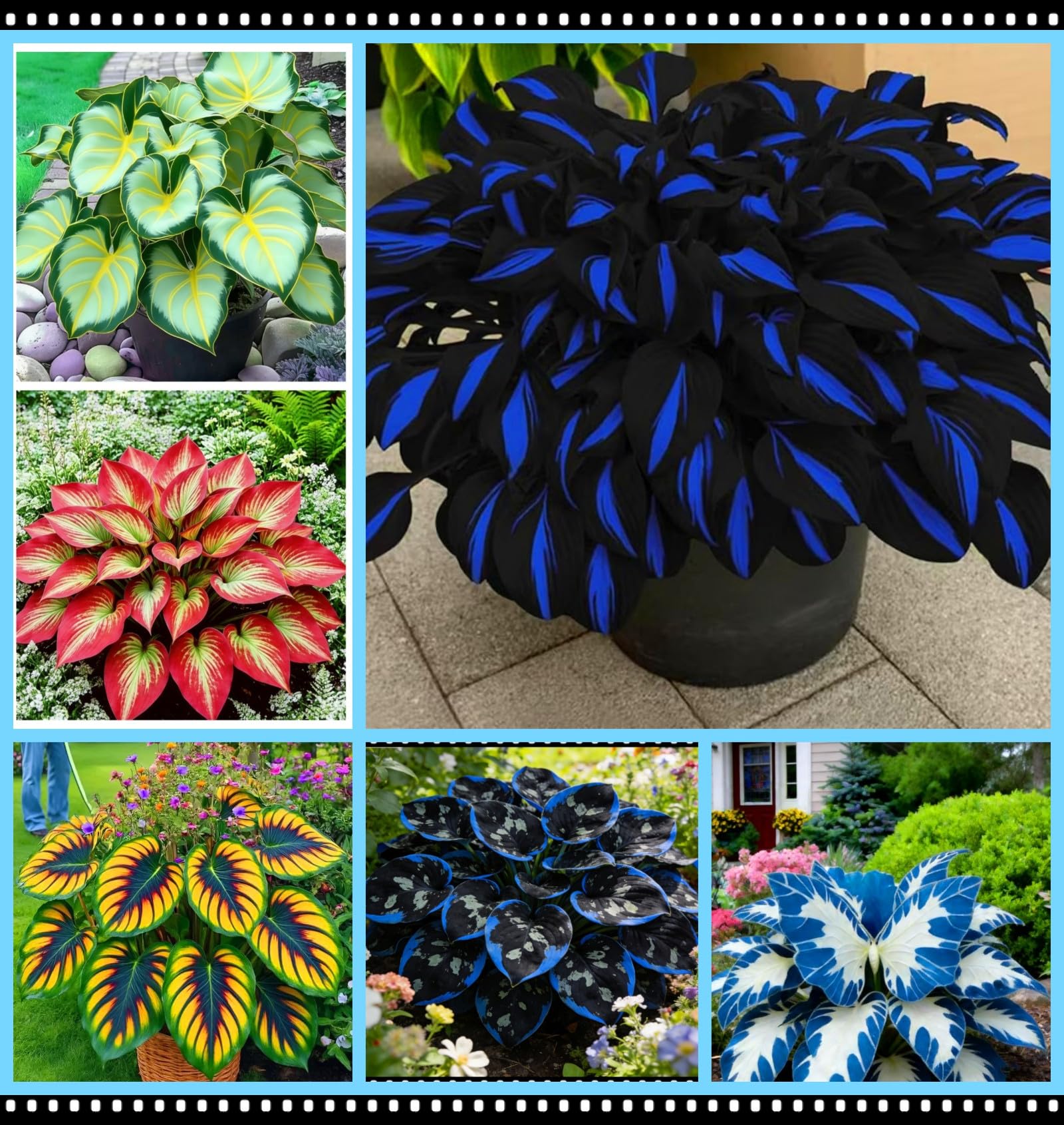Hybrid Hosta Bare-Root | Midnight Blue Heart Series, Shade-Loving and Cold-Hardy, Easy to Cultivate, Ideal for Garden Borders and Potted Plants/Hardy Perennial, Excellent Display-6 hosta Bulbs-E
