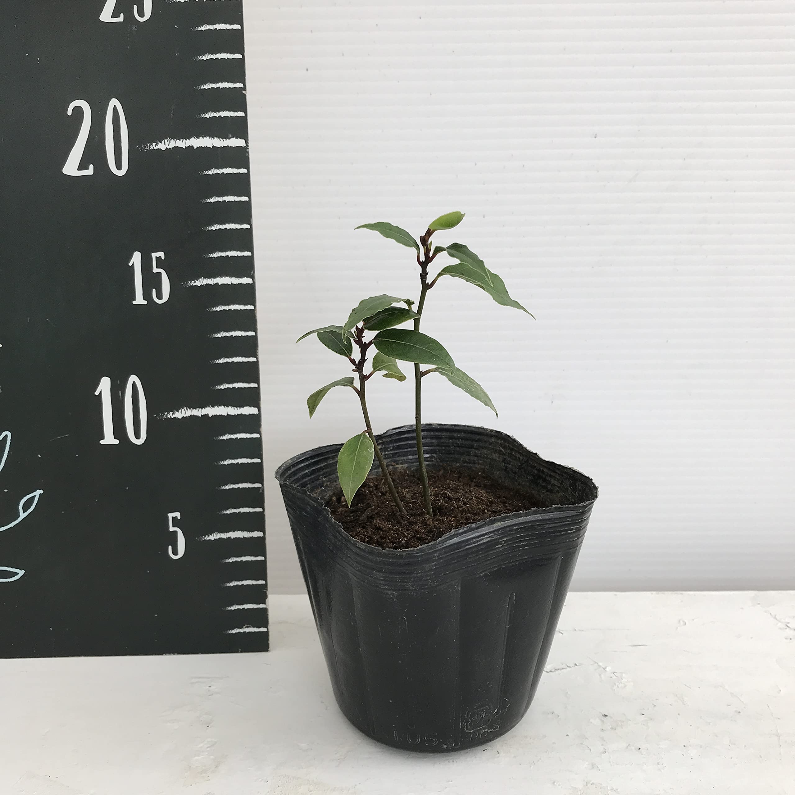 Amazon | はなみどり 月桂樹 苗木 10.5cmポット 1株 | 植木
