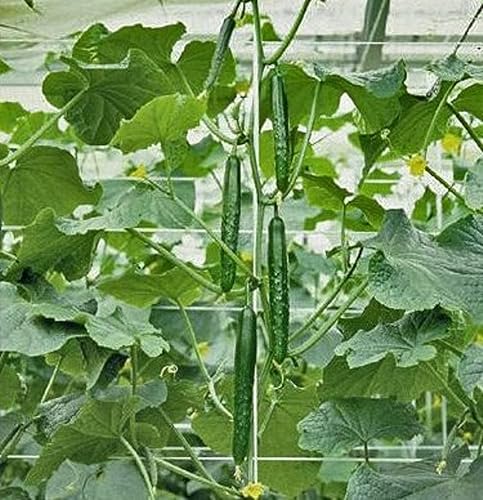 Miniatura 2 de CHUXAY GARDEN Semillas de pepino de jade de China, 25 semillas de pepino sativus, vegetales verdes deliciosos vegetales orgánicos no transgénicos