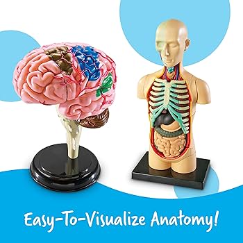 ANATOMY FOR BEGINNERS 4枚セット ANATOMY FOR BEGINNERS 4枚セット Exploring Anatomy