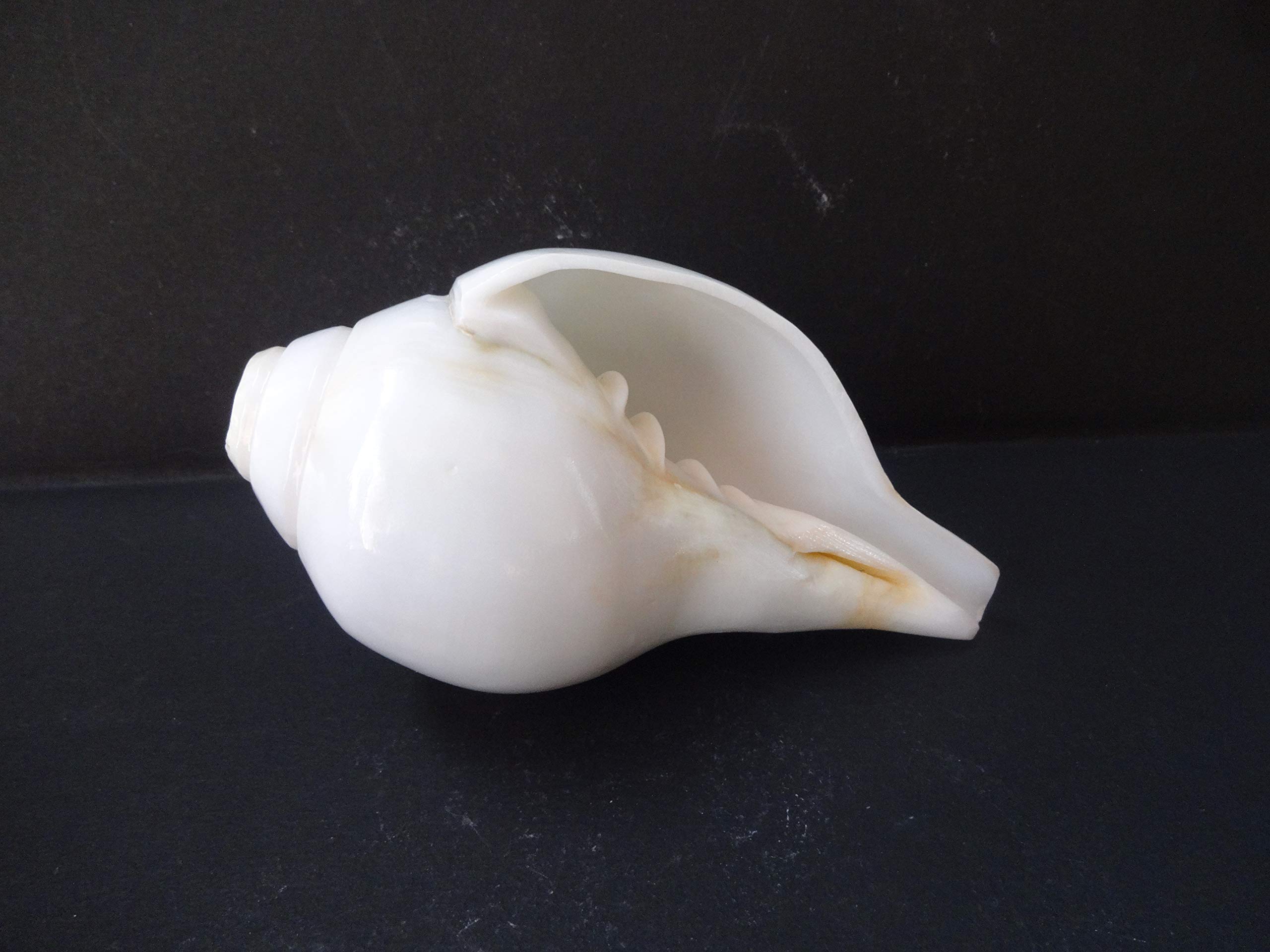 Original Shankh de soufflage (VAMAVARTI BAJEWALA) - Coquille de conque - Shankh fort et grand Blowing Shankh Conch Shankha de coquillage de mer pour force pulmonaire/immunité 6"inch blanc