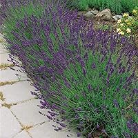 Vista 6 de Outsidepride Lavandula Angustifolia Lavanda Hidcote Plantas de jardín de hierbas aromáticas - 2000 semillas