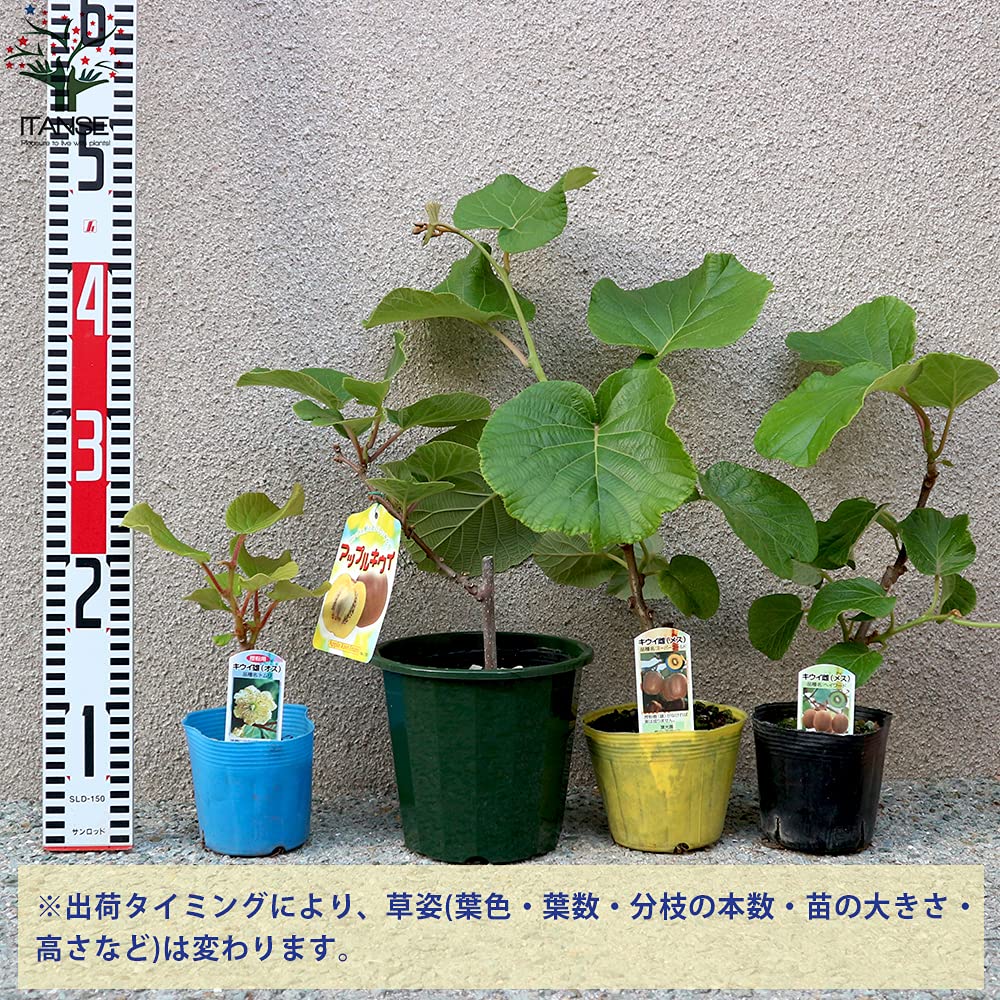 Amazon.co.jp: アップルキウイと美味しいキウイの苗木 雄雌セット 
