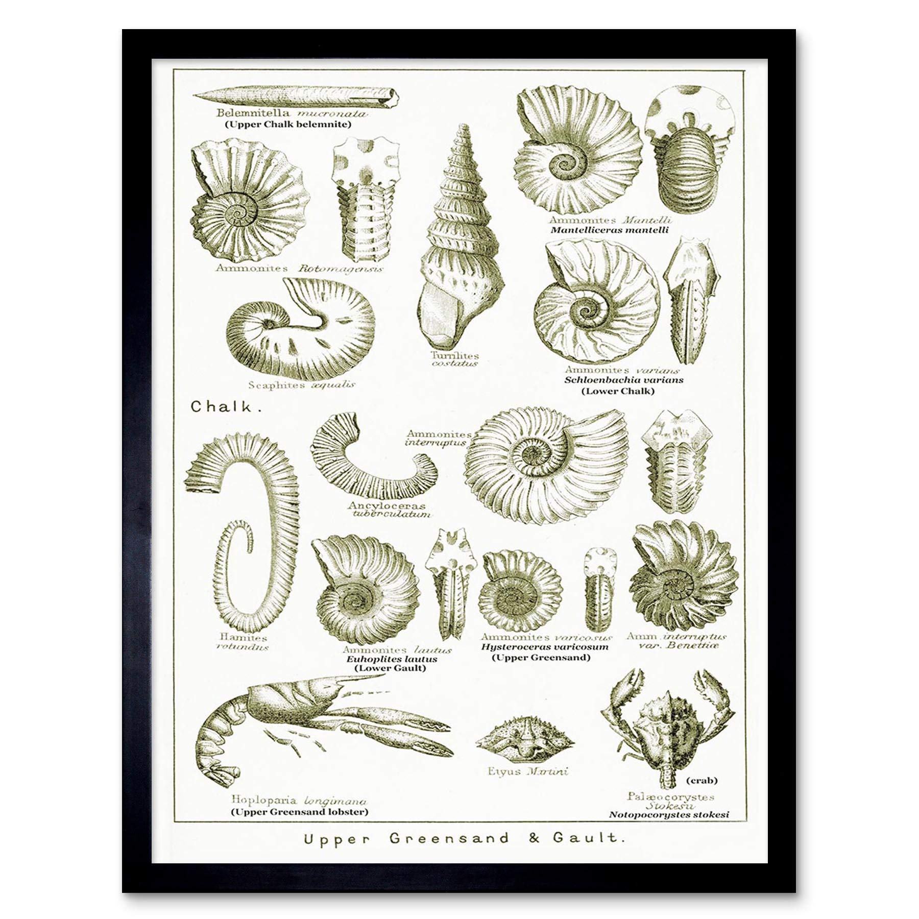 Wee Blue Coo Paintings Book Illustration Crustacean Shellfish Fossil Clay Beach Art Print Framed Poster Wall Decor 12X16 Inch