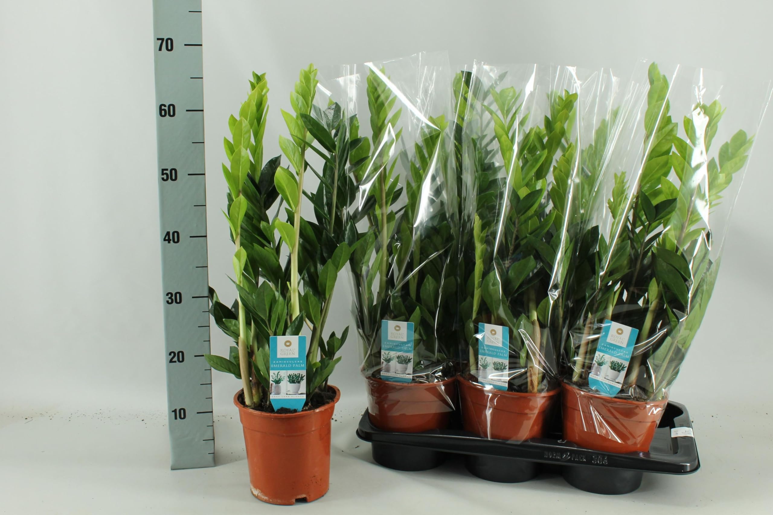 Glcksfeder (Zamioculcas zamiifolia) mit bertopf - Hhe: 65 cm - von  Botanicly : Amazon.de: Garten