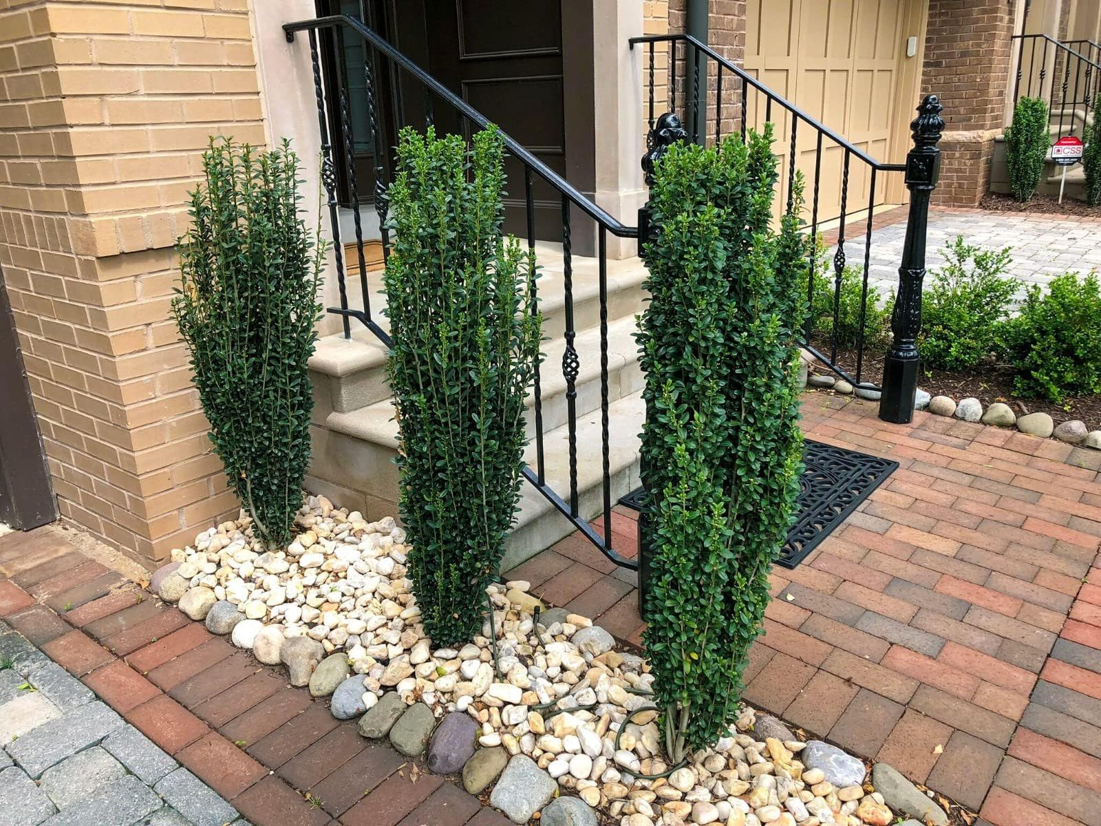 Amazon.com : Sky Pencil Holly | 3 Extra Large Trade 3 Gallon