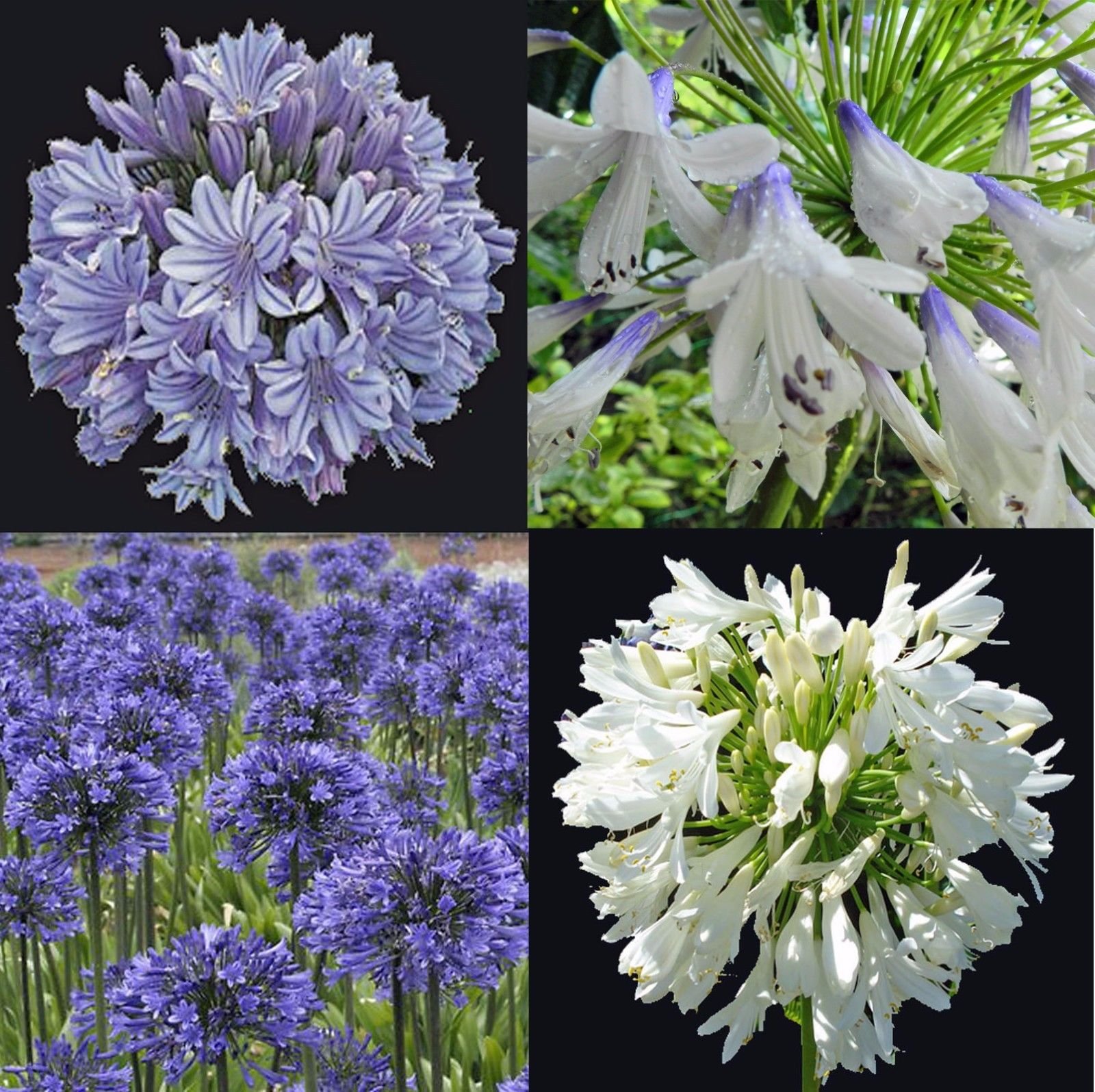 Blue/White/Blue&White Agapant African Lily of the Nile bulp-image-21