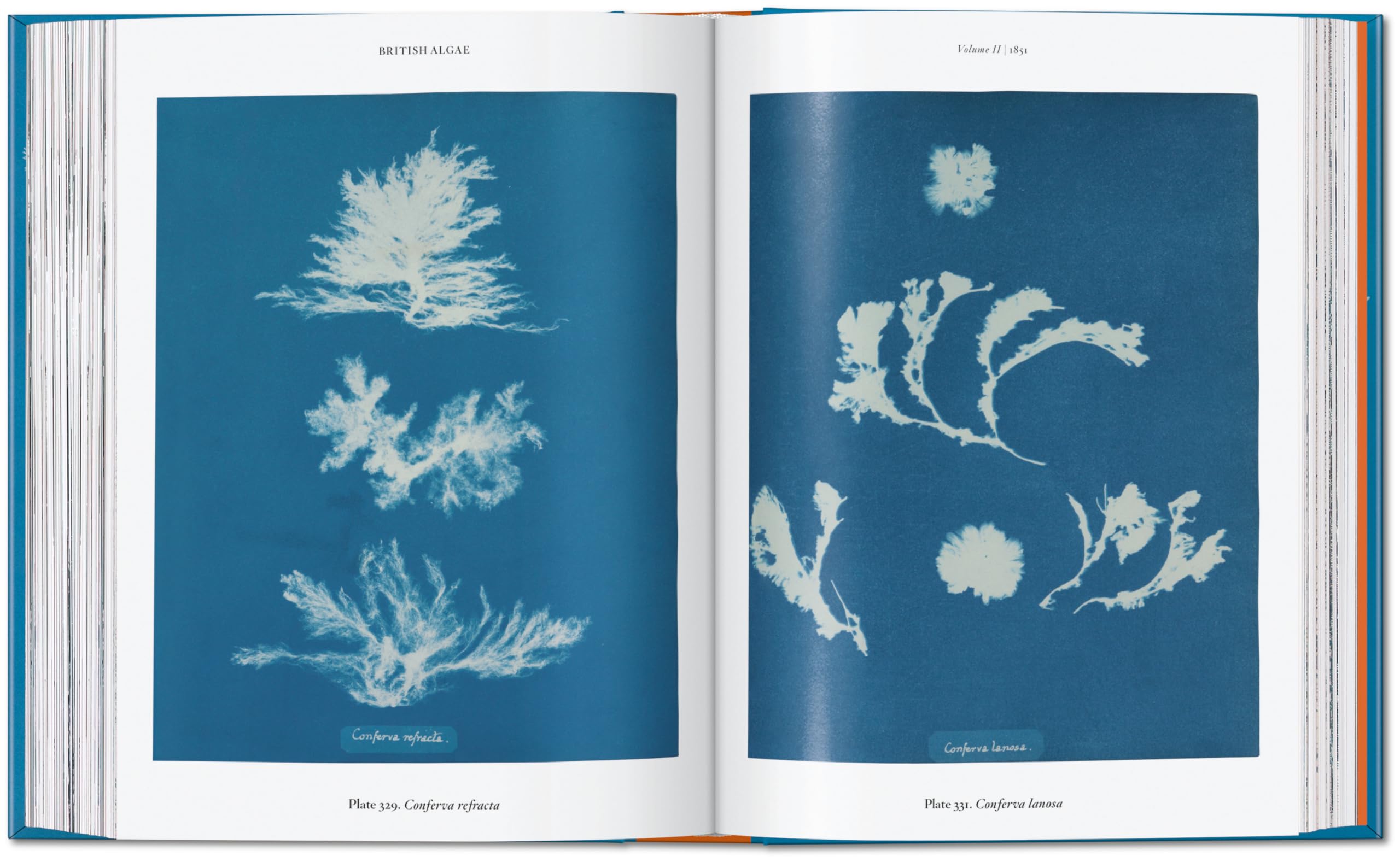 Anna Atkins: Cyanotypes. 45th Ed.