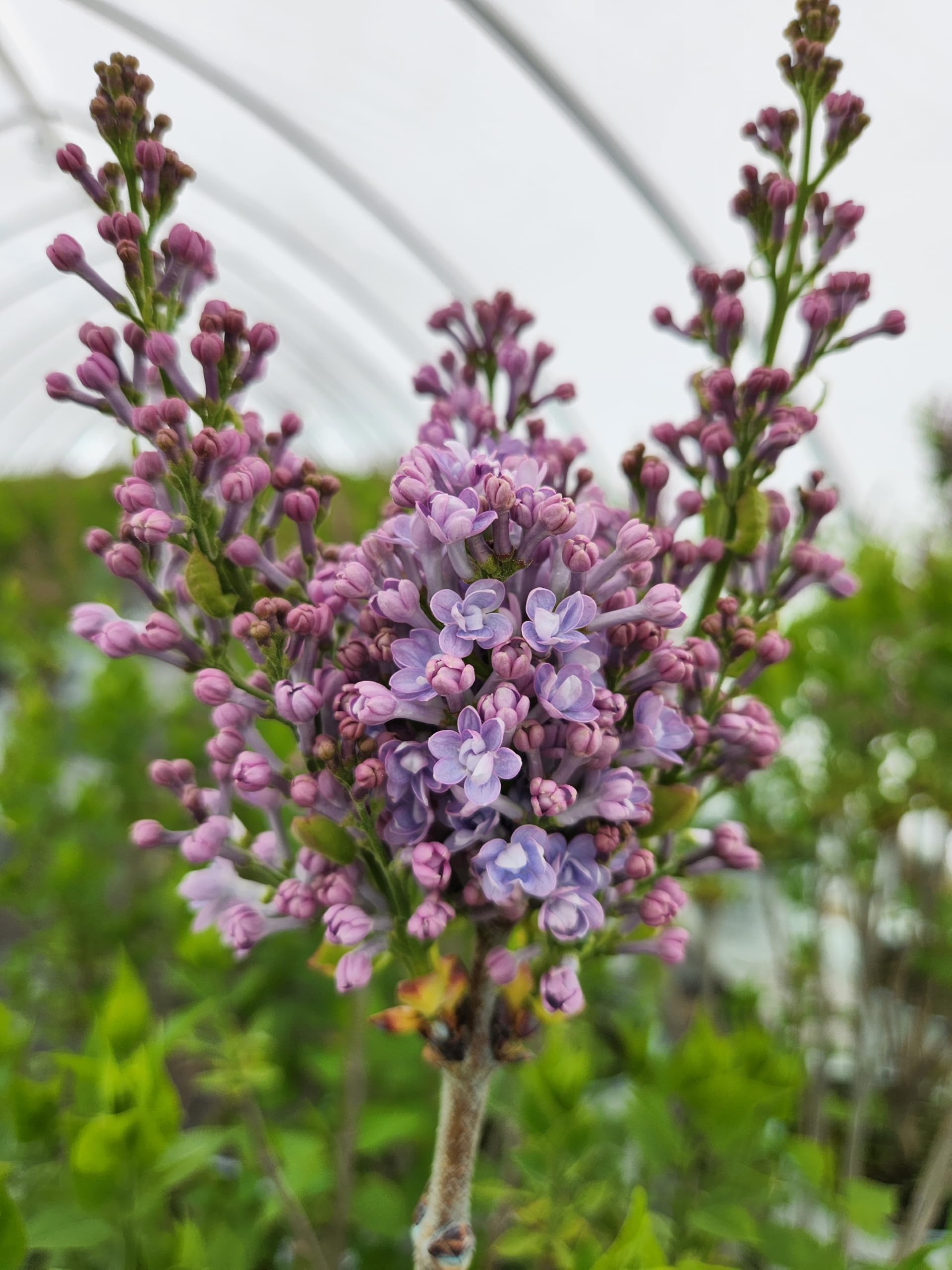 Amazon.com: Proven Winners - Syringa x hya. Scentara Double Blue