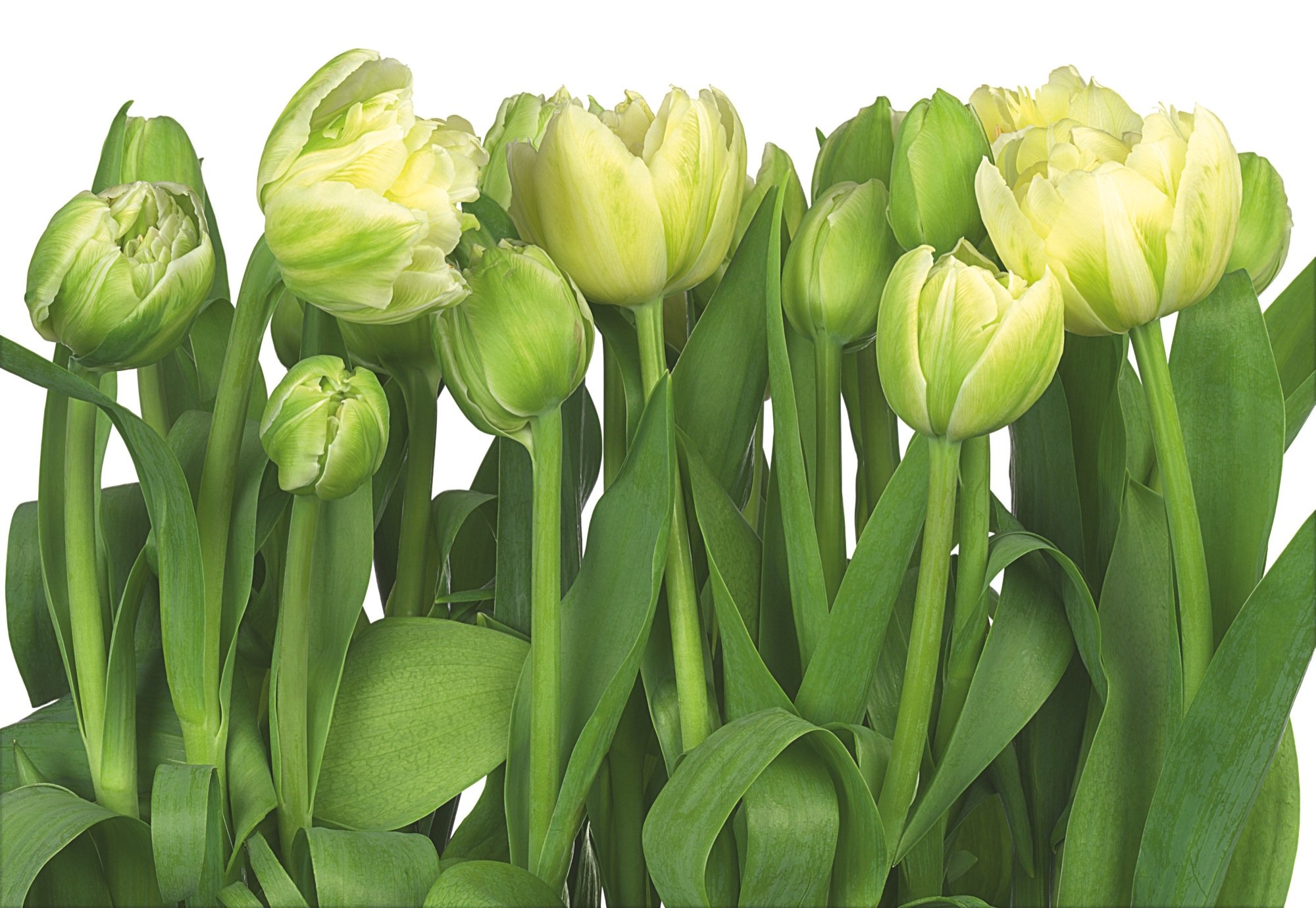 Fotomural Tulips (tulipanes) 3,68 x 2,54 m. Formato grande XXL! - Fotomurales Komar