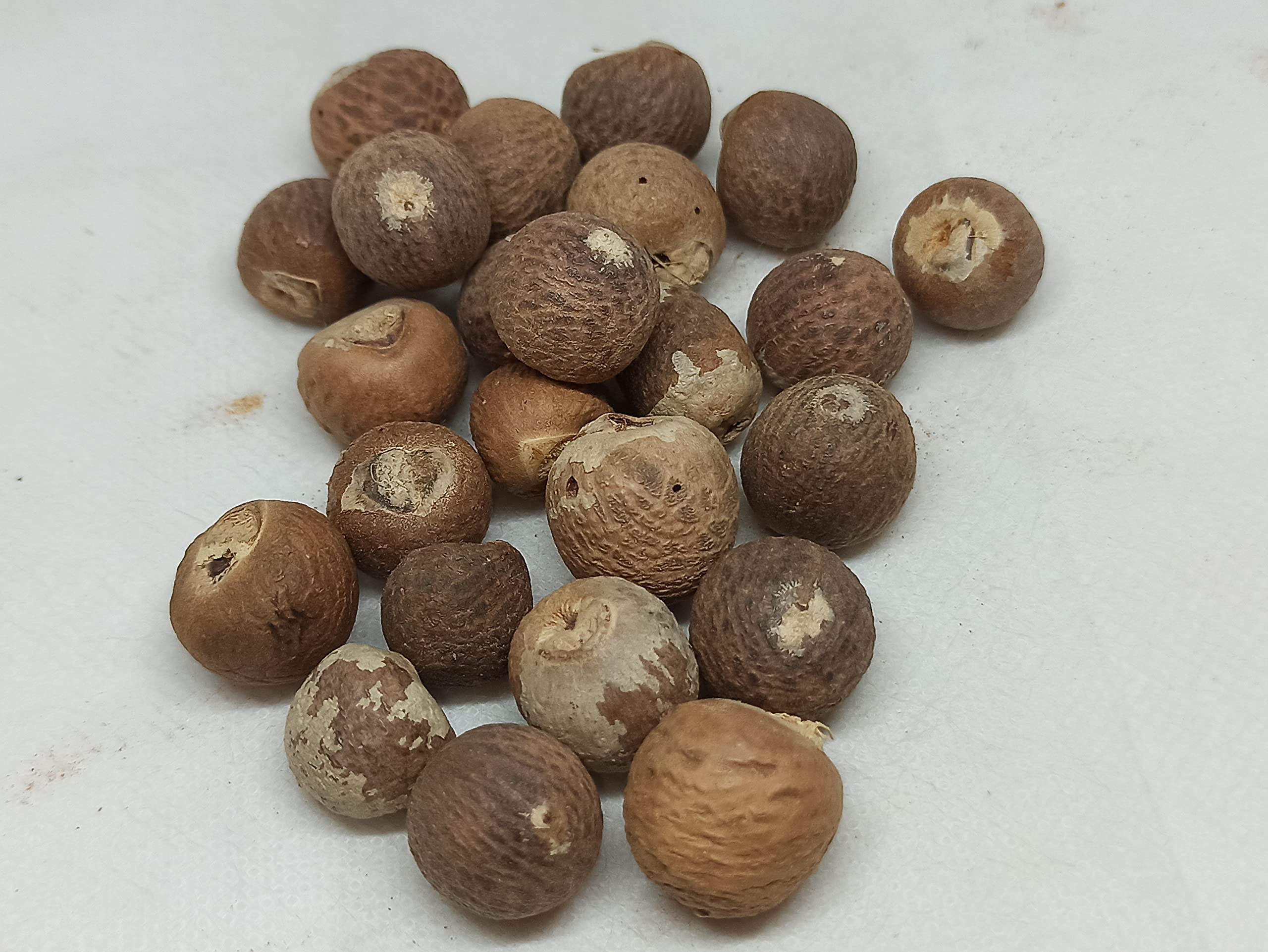 NATURALIFES-*KOTTA PAAKU FULL*-Betel Nut I Supari I கொட்ட பாக்கு (100 GRAMS) (B0BX9CR486) Amazon Price History, Amazon Price Tracker