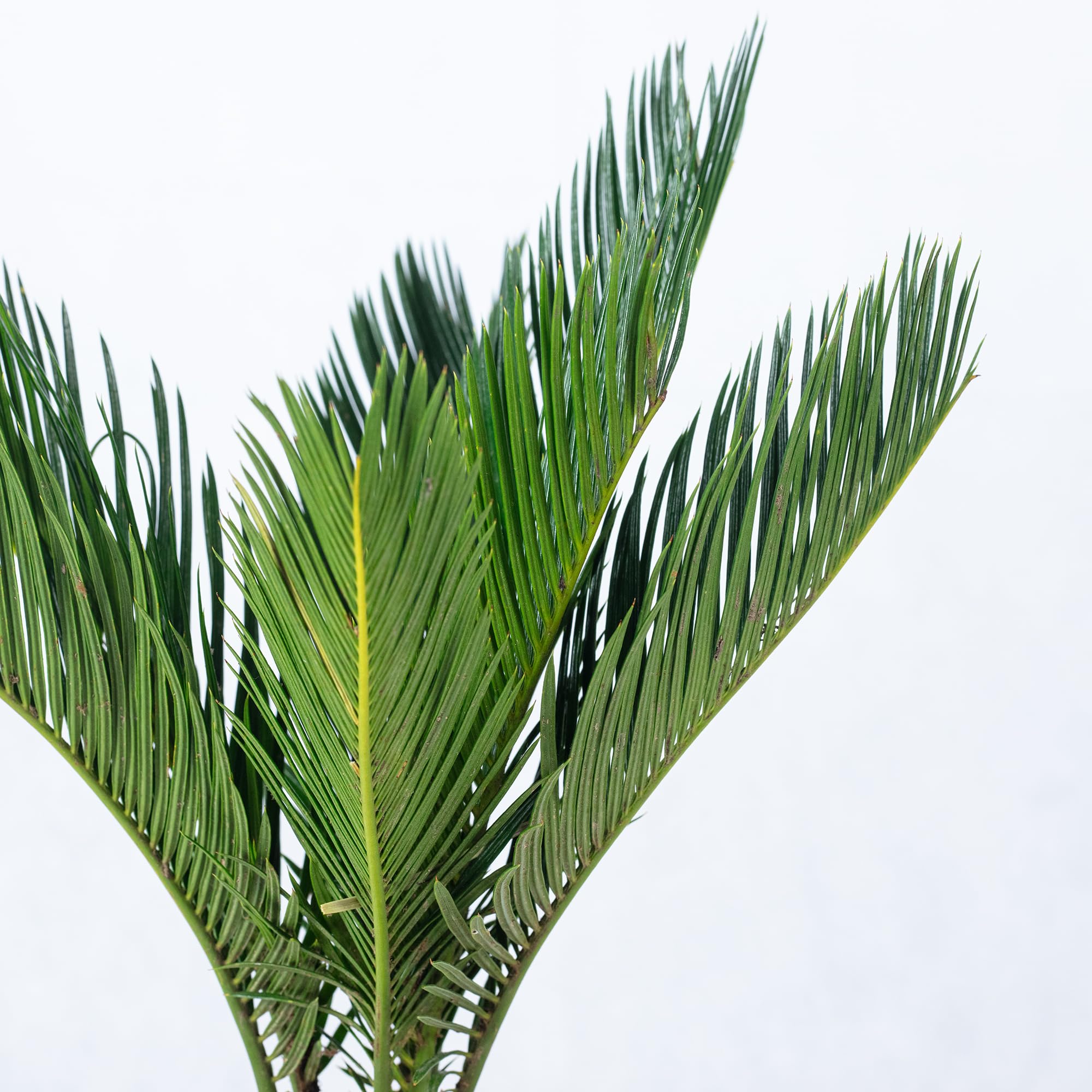 Palmier cycas 6+ frondes - plante d'intérieur facile d'entretien, Cycas revoluta - Hauteur environ 25 cm, Diamètre du pot 12 cm