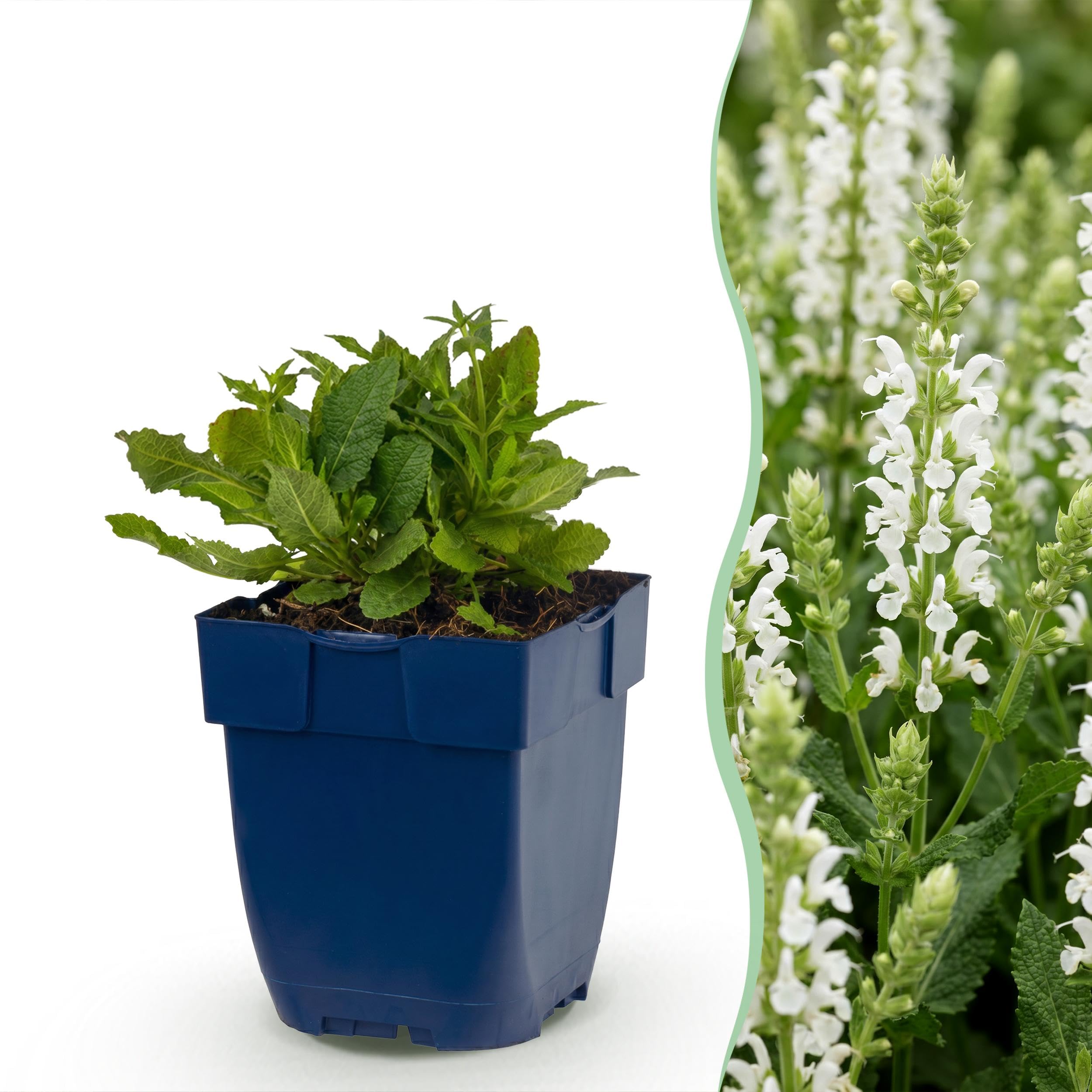 Salvia nem. Schneehügel – szałwia – rośliny przyciągające pszczoły i motyle – biała – 3 rośliny - 15-25cm - Ø11cm - Roślina ogrodowa