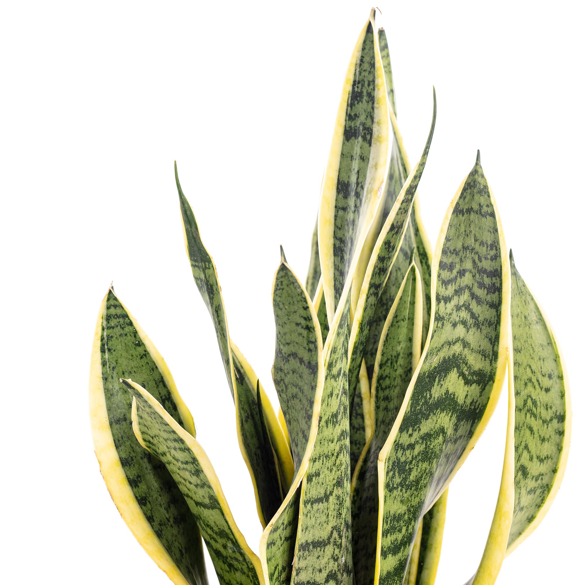 Langue de belle-mère - plante d'intérieur facile d'entretien, Sansevieria trifasciata Laurentii - Hauteur env. 45 cm, Pot Ø 14 cm