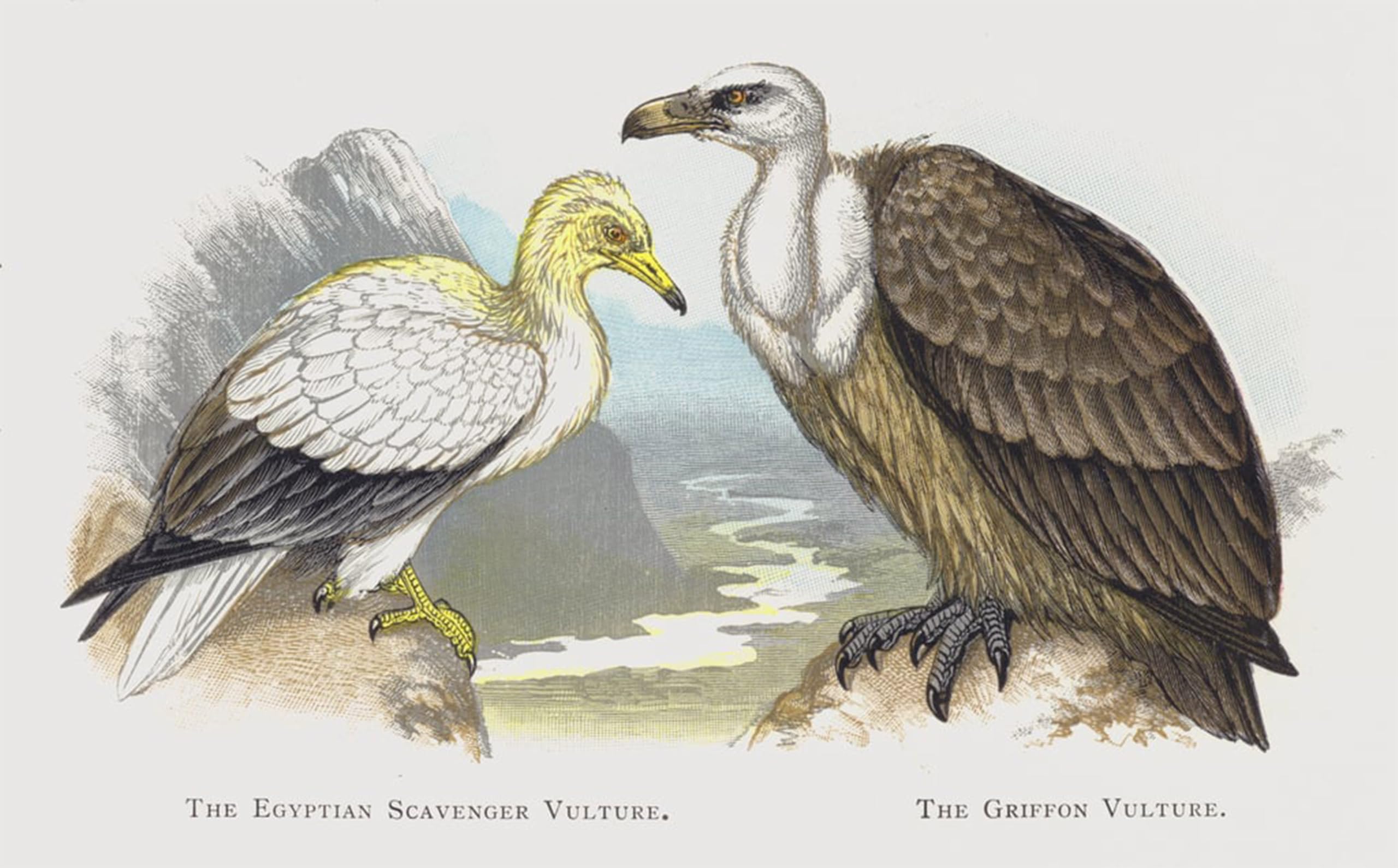 POSTERIIk Famous Modern Artwork Art Mural the Egyptian Scavenger Vulture the Griffon Vulture by Alexander Lydon Oil Paintings Pictures for Home Decor 60x90cm