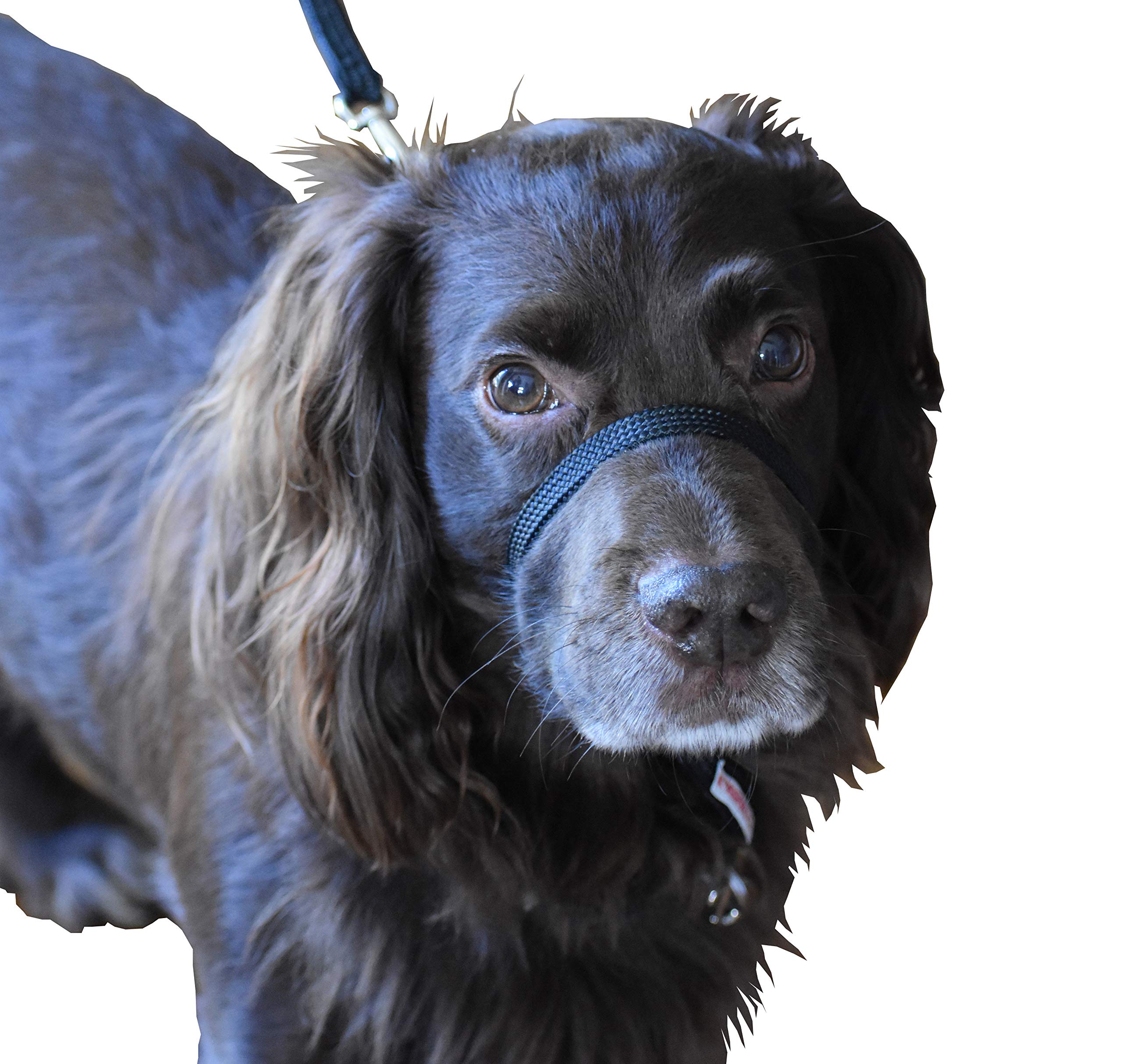 K9 Bridle - to stop your dog pulling (XS, Black)