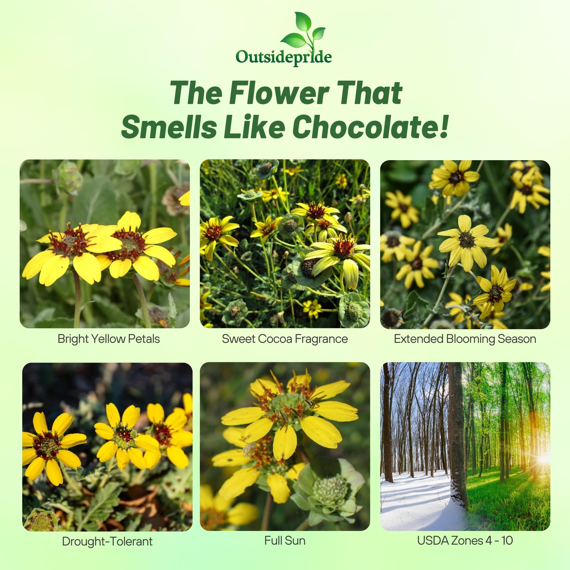 Amazon.com : Outsidepride Chocolate Flower Scented Daisy Seeds for Planting   50 Pcs. Perennial Wildflower Seeds, Low Maintenance, Highly Adaptable,  Fragrant Flowers for Gardens : Flowering Plants : Patio, Lawn & Garden