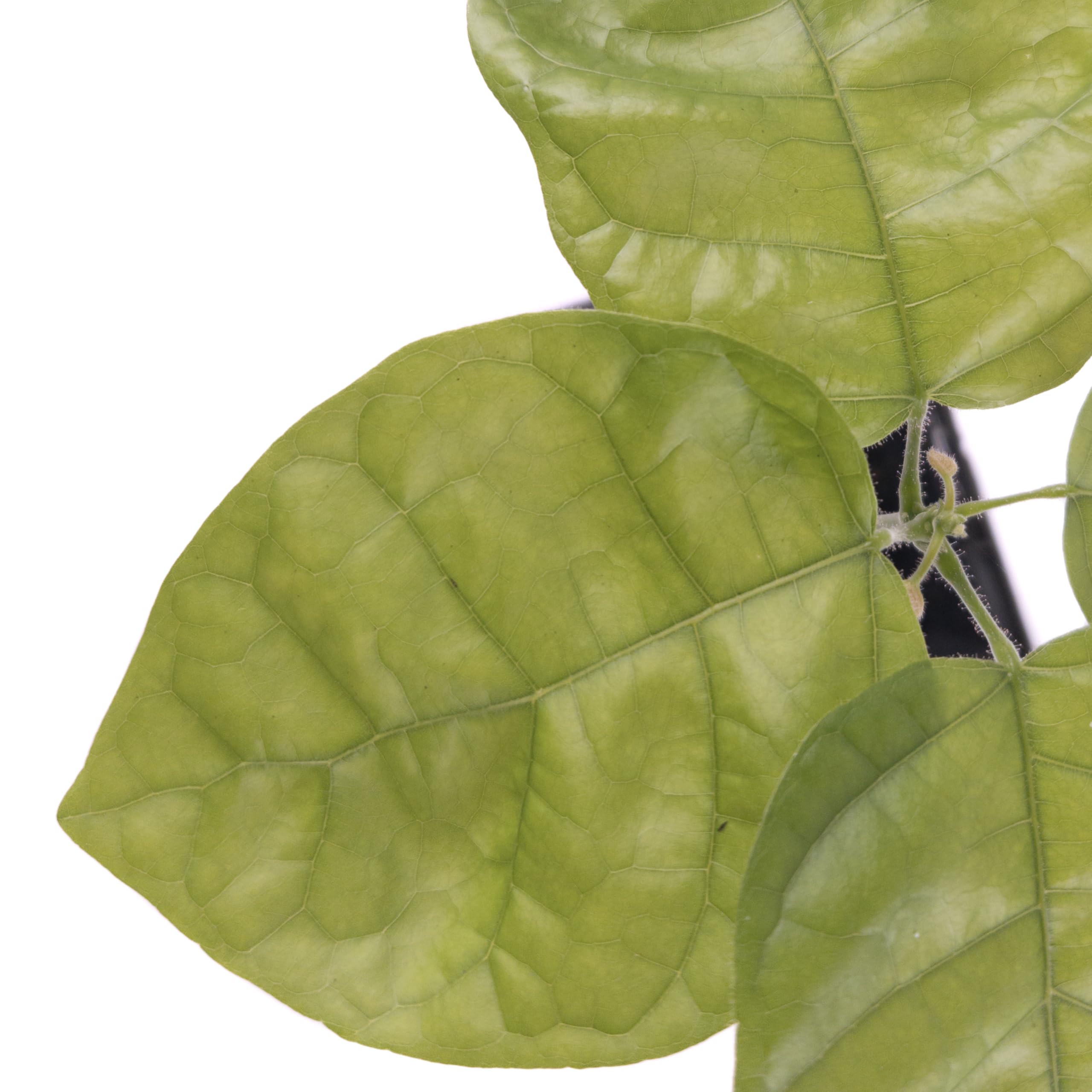 1 Árbol de cacao | Theobroma Cacao | Variedad Jaca | Planta de cacao de semilla de Sudamérica | Rara en la UE | Planta de interior | Árbol de chocolate | Planta de cacao en grano