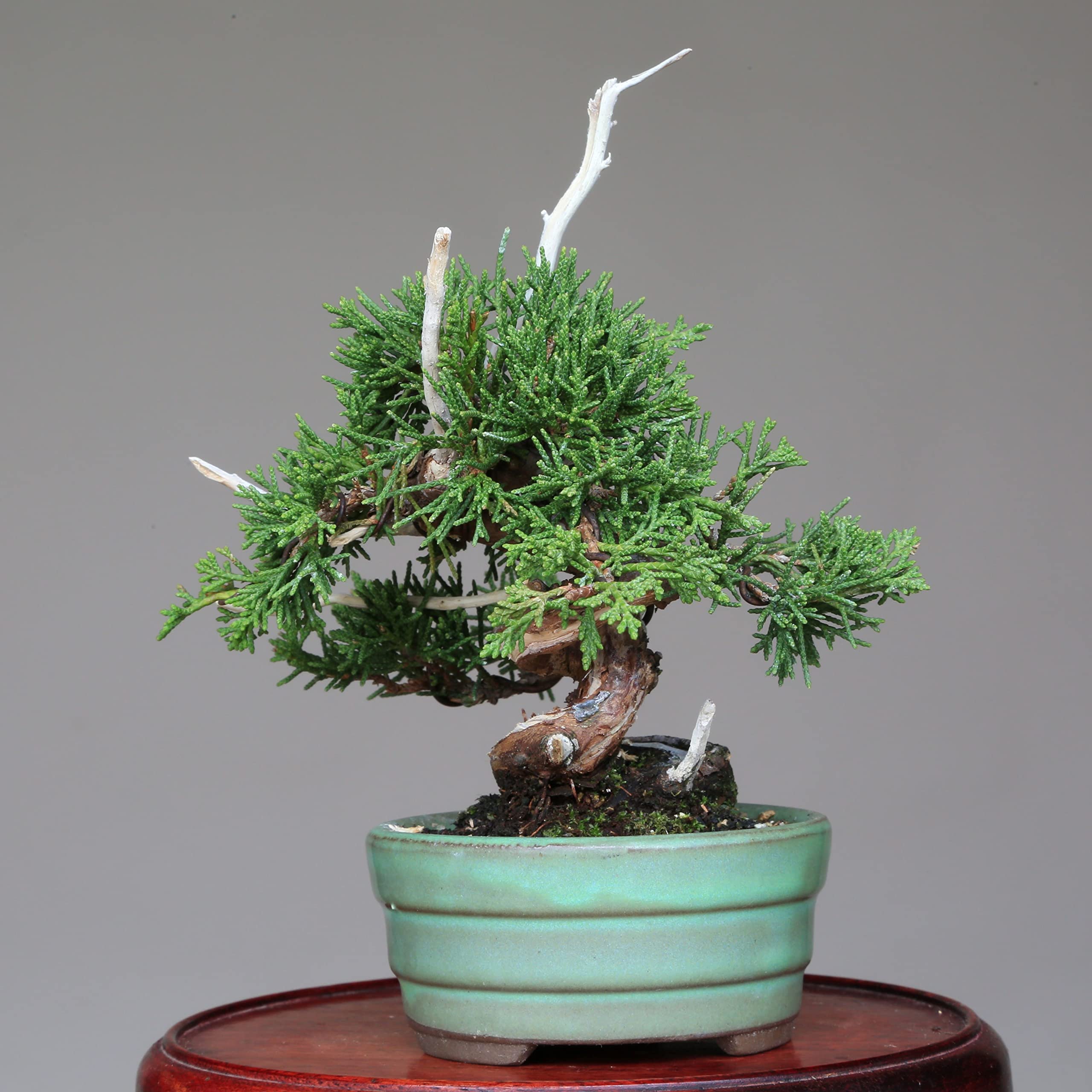 【糸魚川真柏】、小品盆栽、捻転、ジン、シャリ、上下16cm。