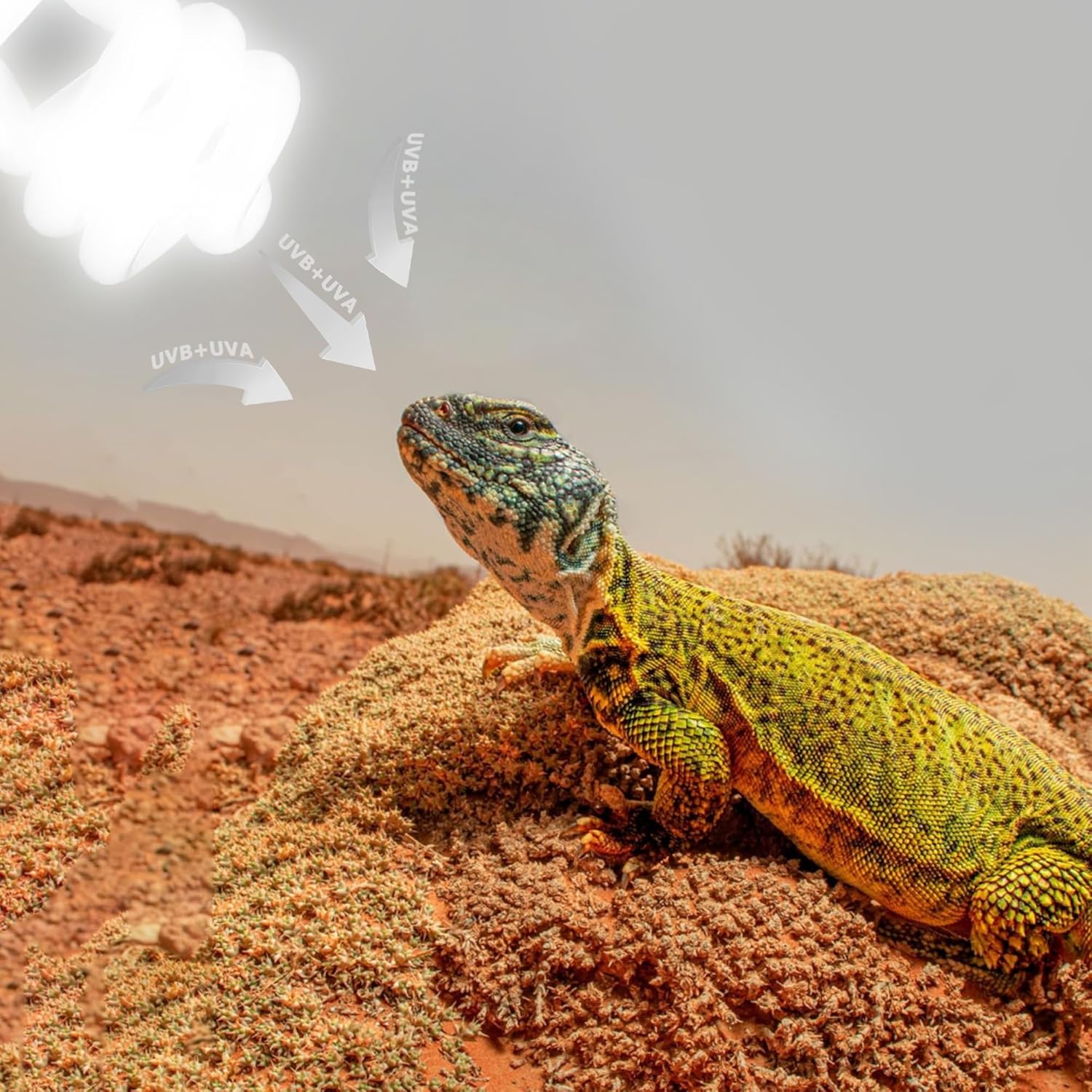 HARTOMPET UVB Reptile Light 26W 10.0, Compact Coil Bulb for Bearded Dragons, Lizards, Snakes, Geckos, Amphibians – Desert Habitat Terrarium Lamp