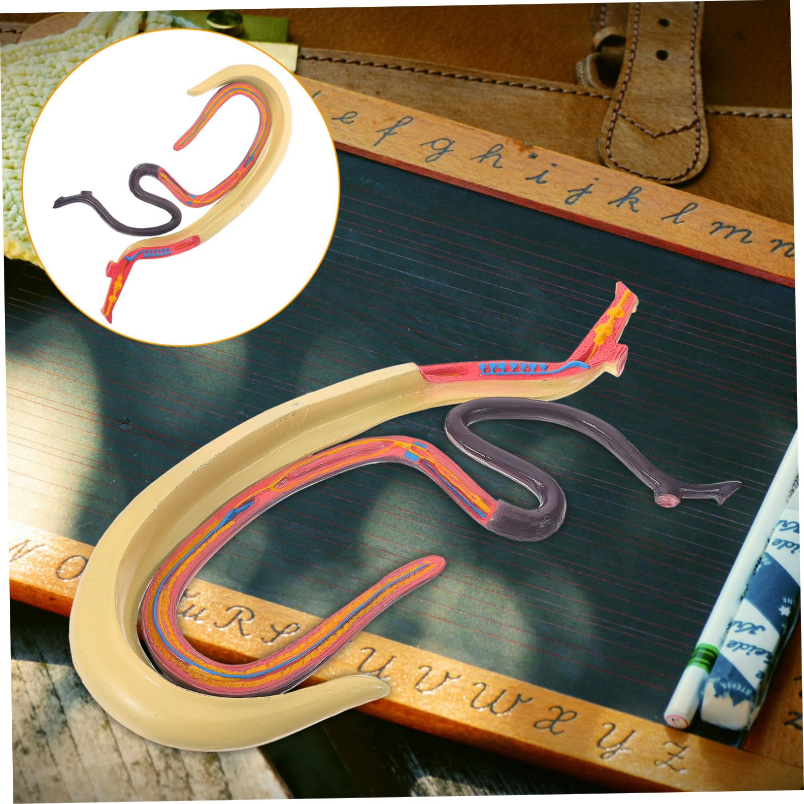 Amosfun Modello Anatomico Schistosoma Modello Anatomico Per Studio Materiale Scientifico Per Insegnamento e Ricerca