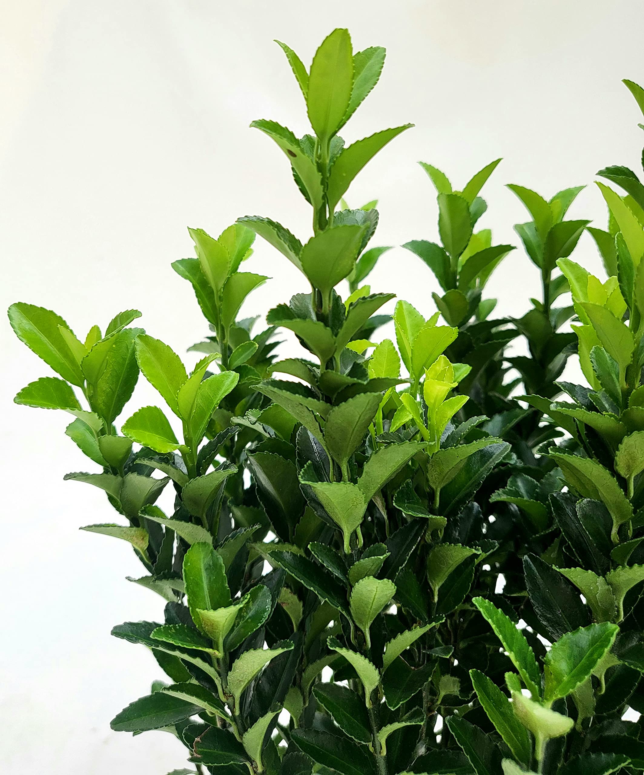 POWERS TO FLOWERS - EUONYMUS GREEN SPIDER, 6 PIANTE, BUXUS, BOSSO, VASO 13CM DIAMETRO, piante vere