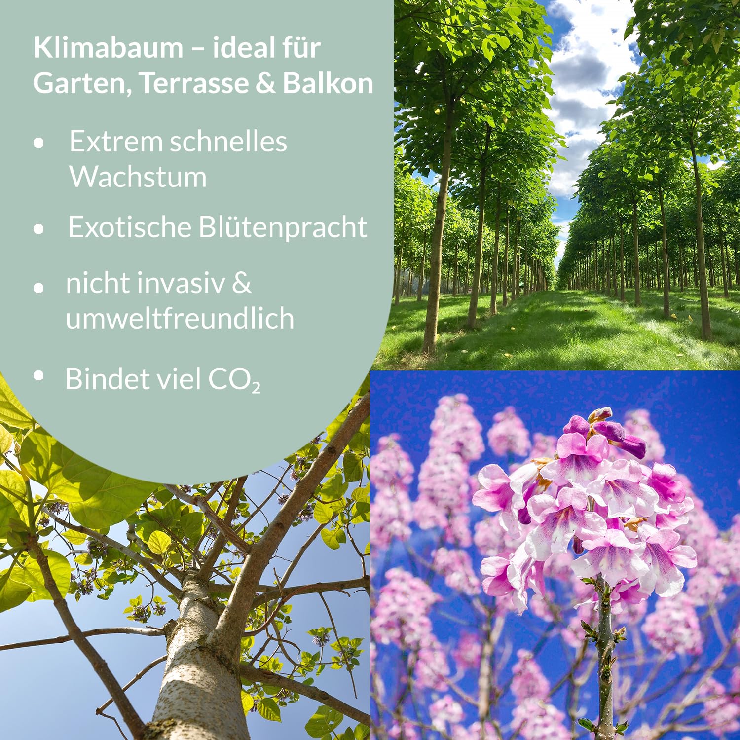 Kiribaum mit Pflanzset | CO₂ Klimabaum schnellwachsend | Paulownia Nordmax21 inkl. Topf & Erde | winterharter Schattenbaum | ungiftig für Tiere & Kinder | Green Me Up