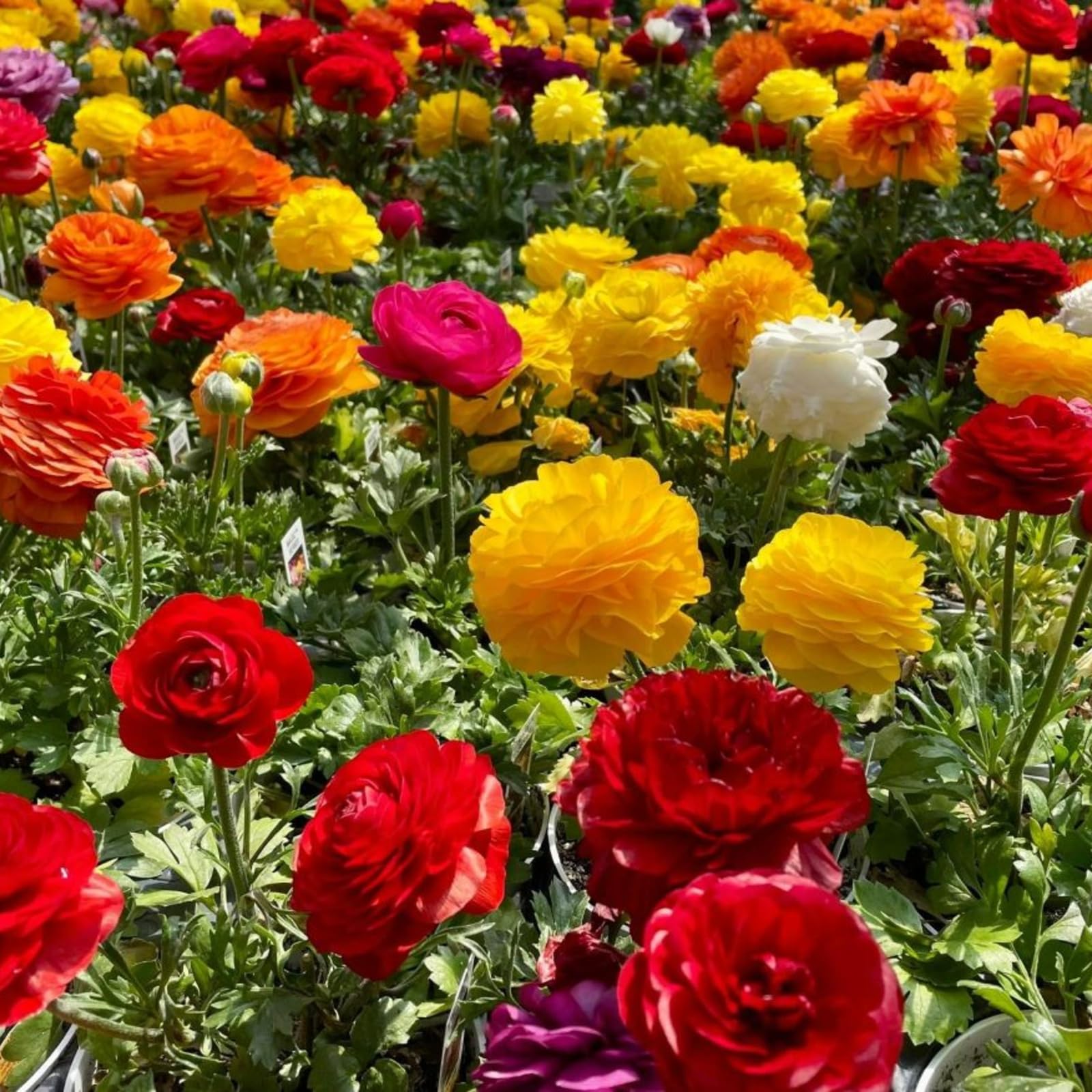 Carbeth Plants - 100 x Ranunculus Bulbs Corms Mixed Colours - Persian Buttercup Perennial Flower Spring & Summer Bulbs - Planting Outdoors - Cut Flowers - Grow in Beds, Borders and Patio Pots
